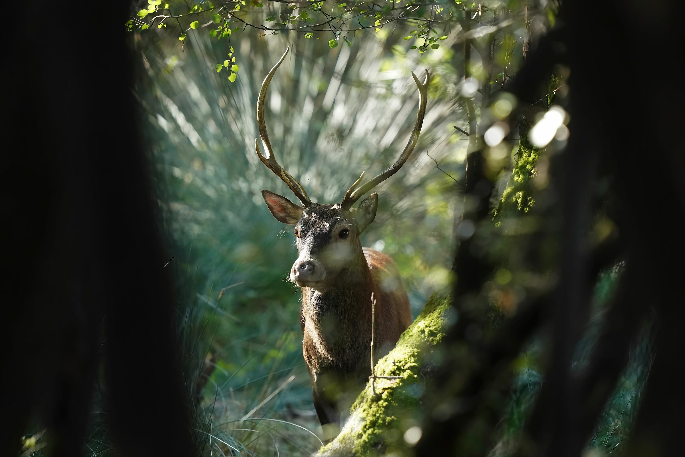 Deer