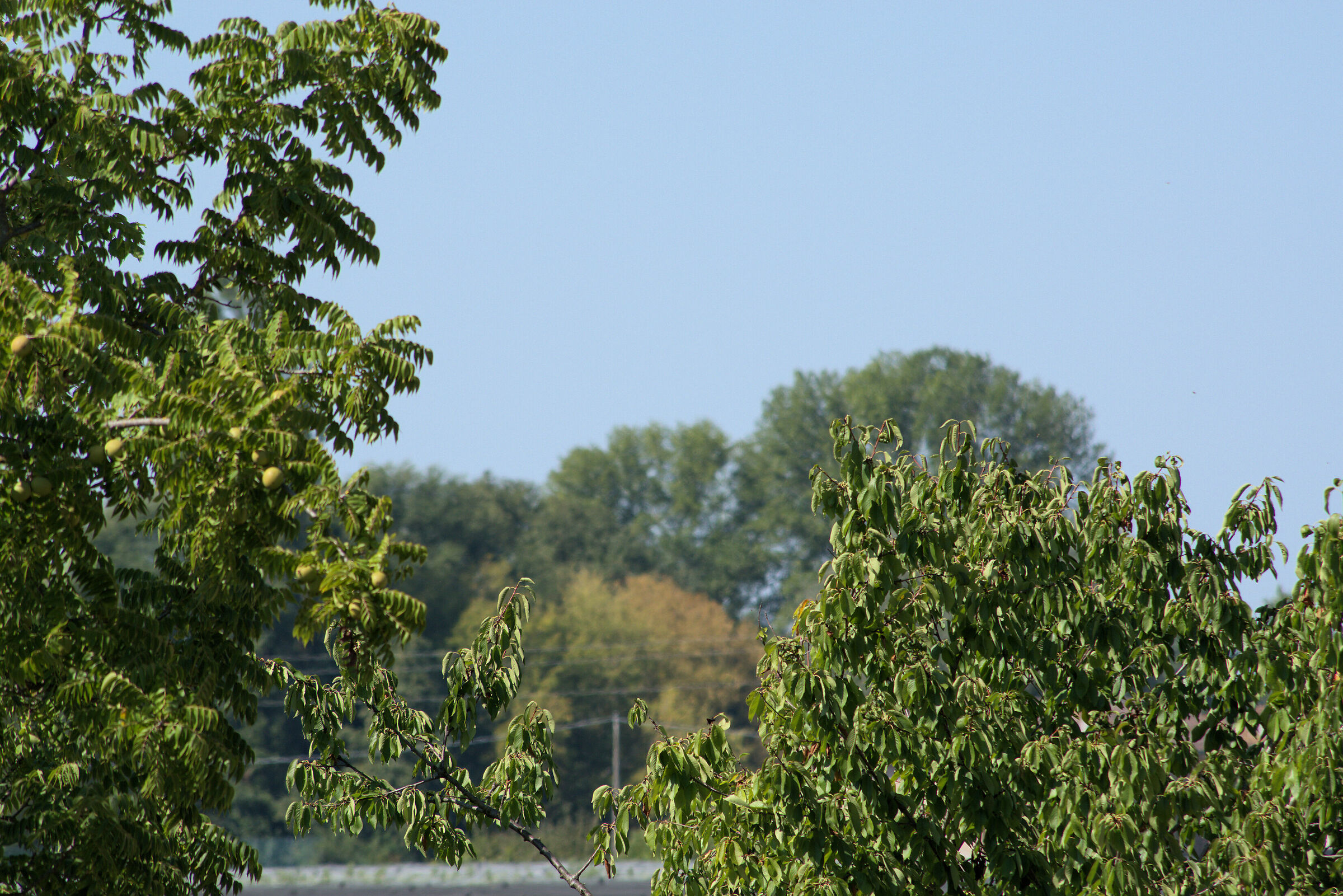 Pentax DA HD 55-300mm + moltiplicatore