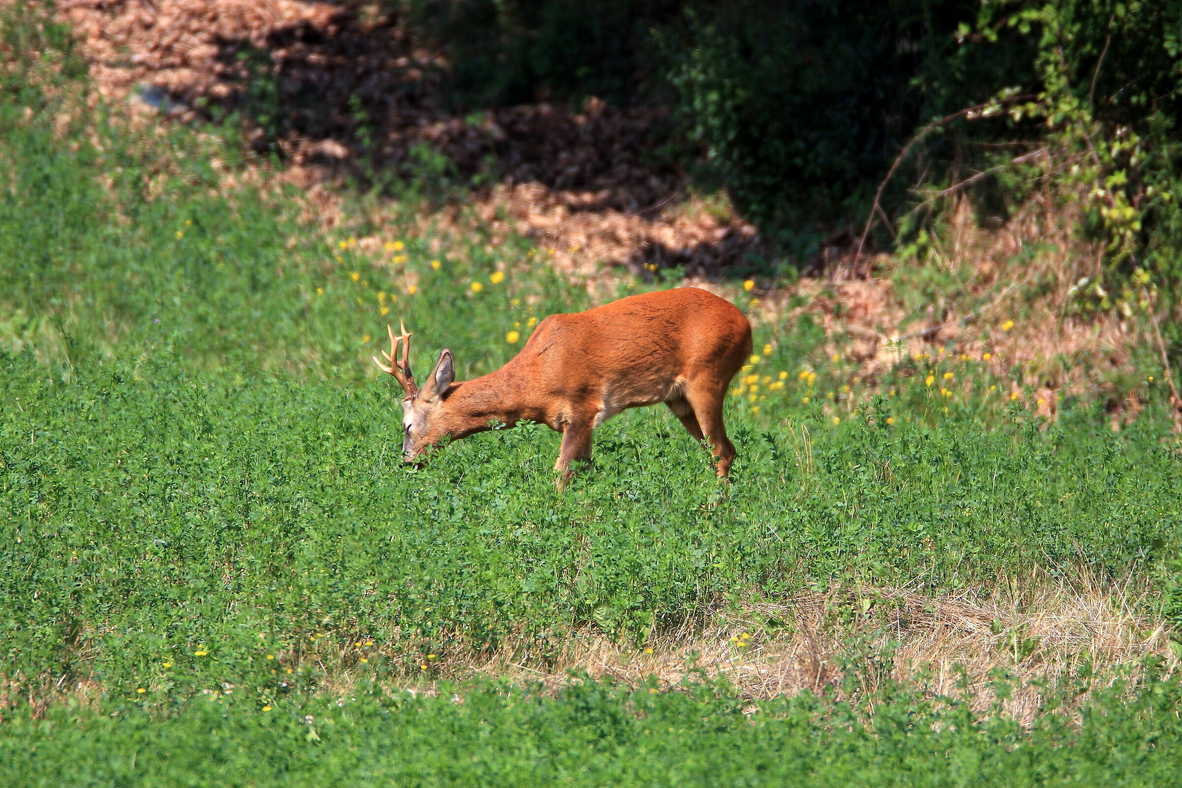 Capriolo al pascolo