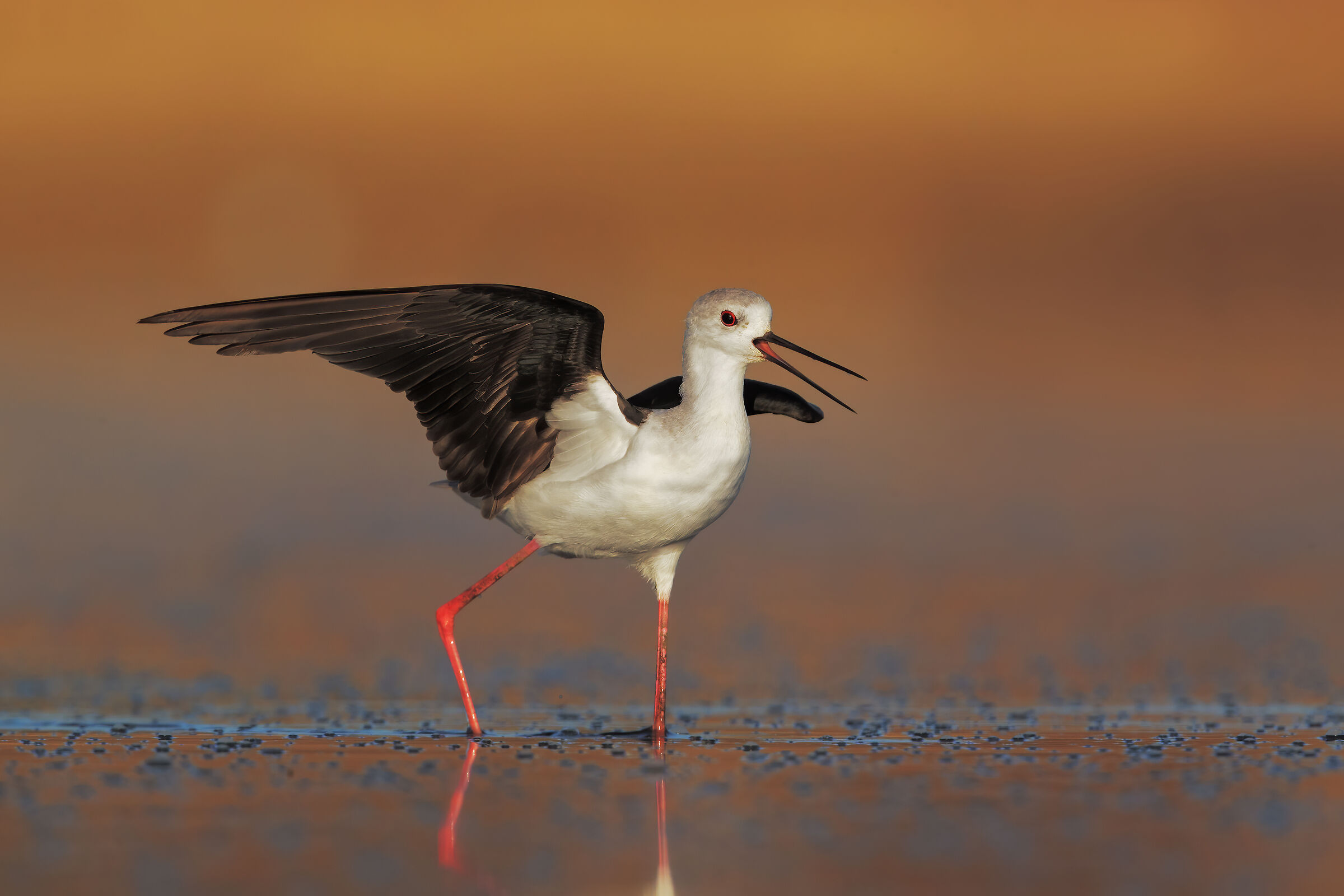 good morning to the new morning