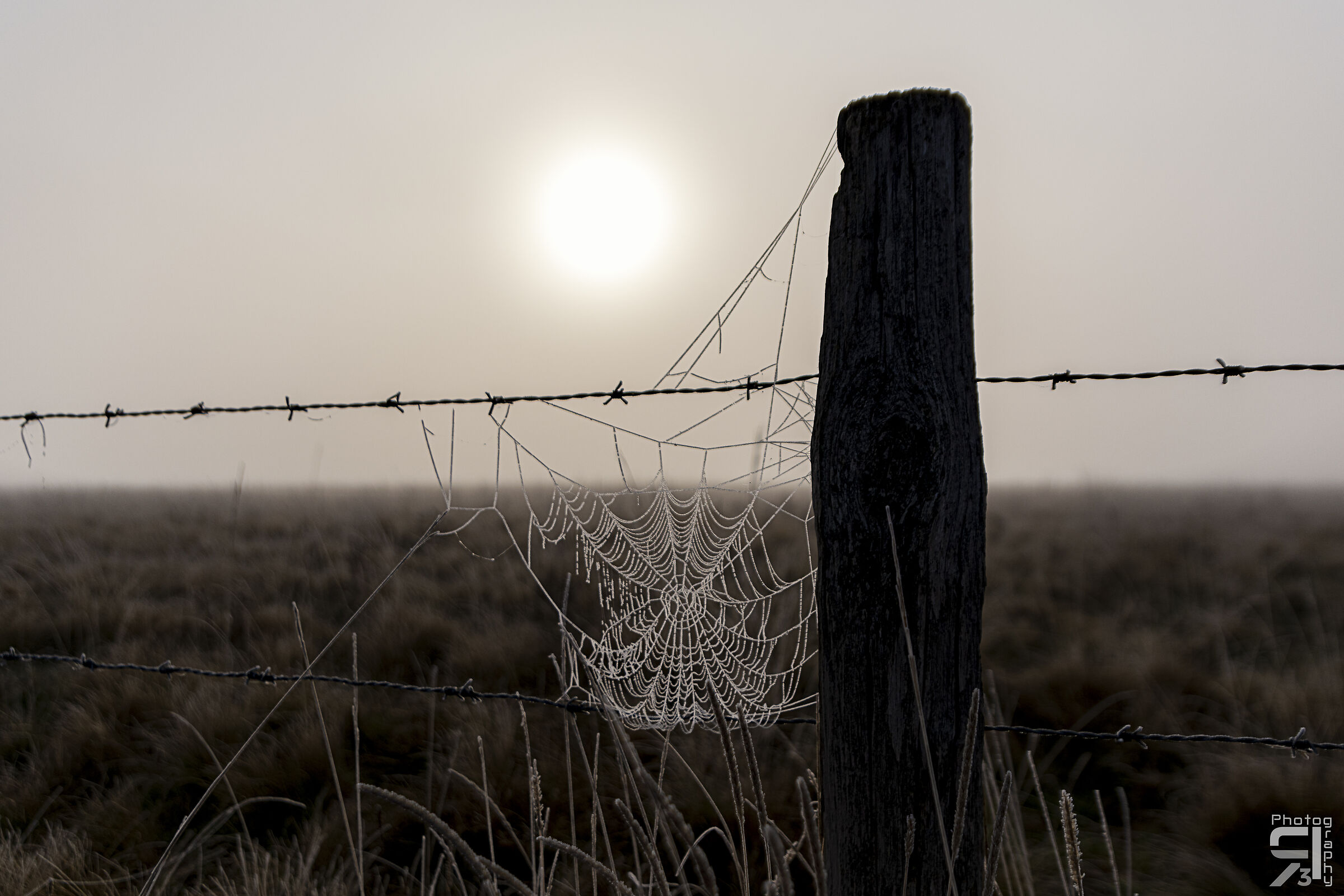 Ragnatela con brina Settembrina