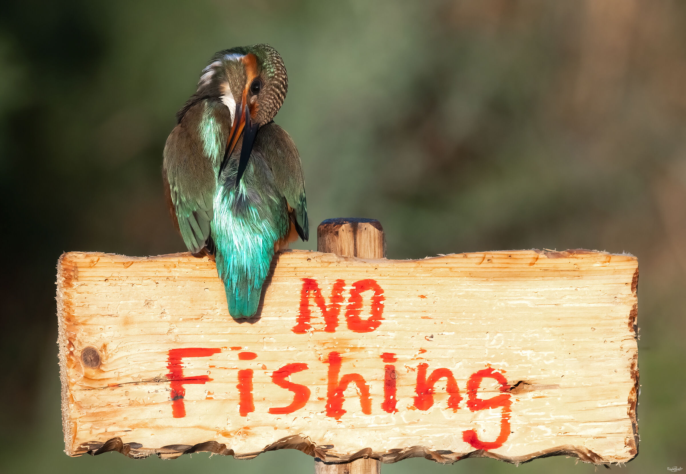 Kingfisher