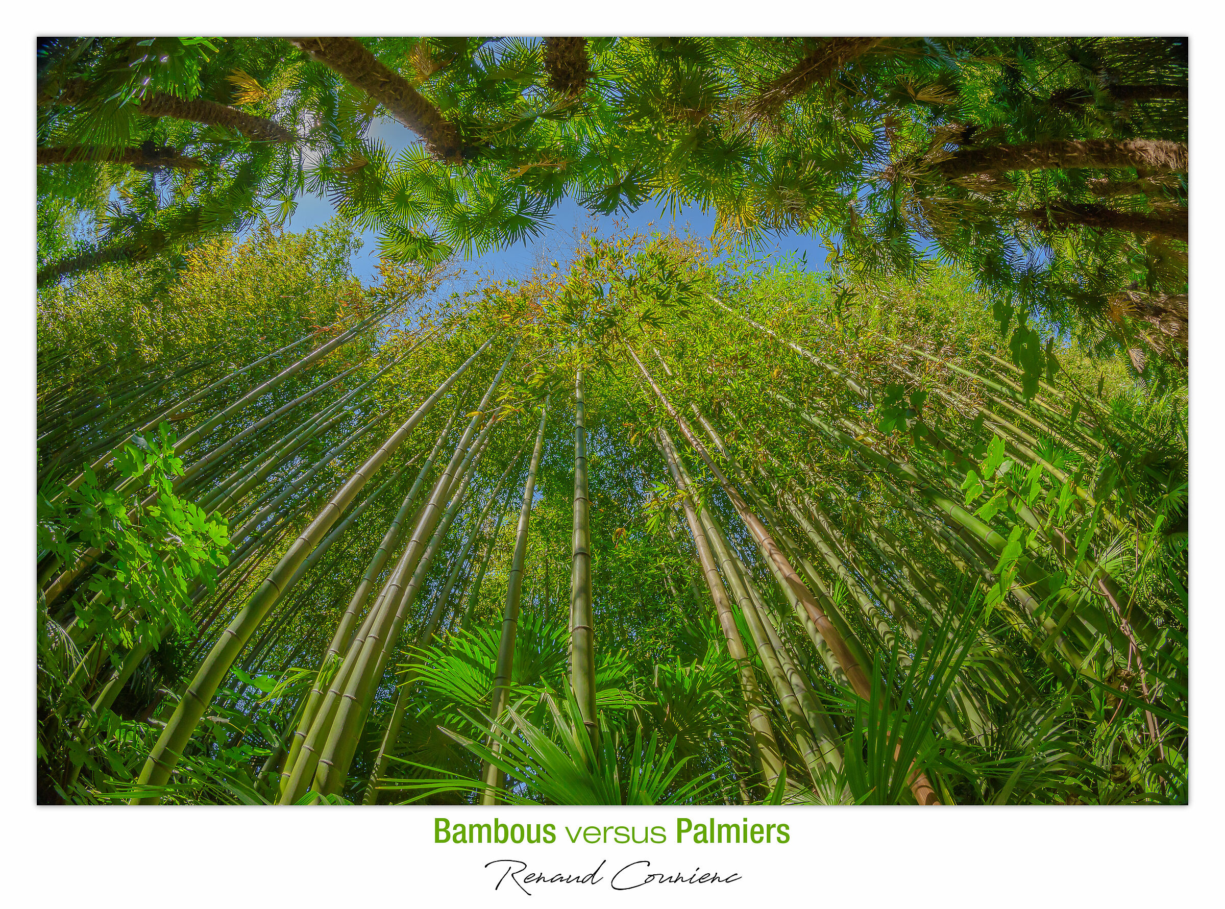 Bambù - palma : 1-0