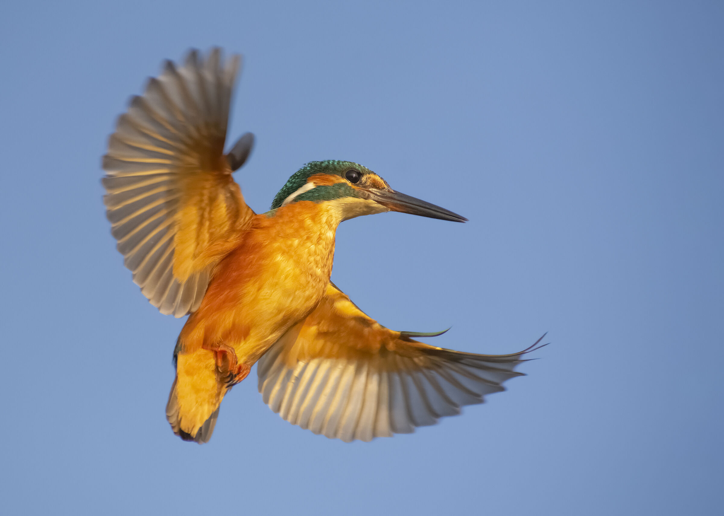 Martin pescatore in spirito santo