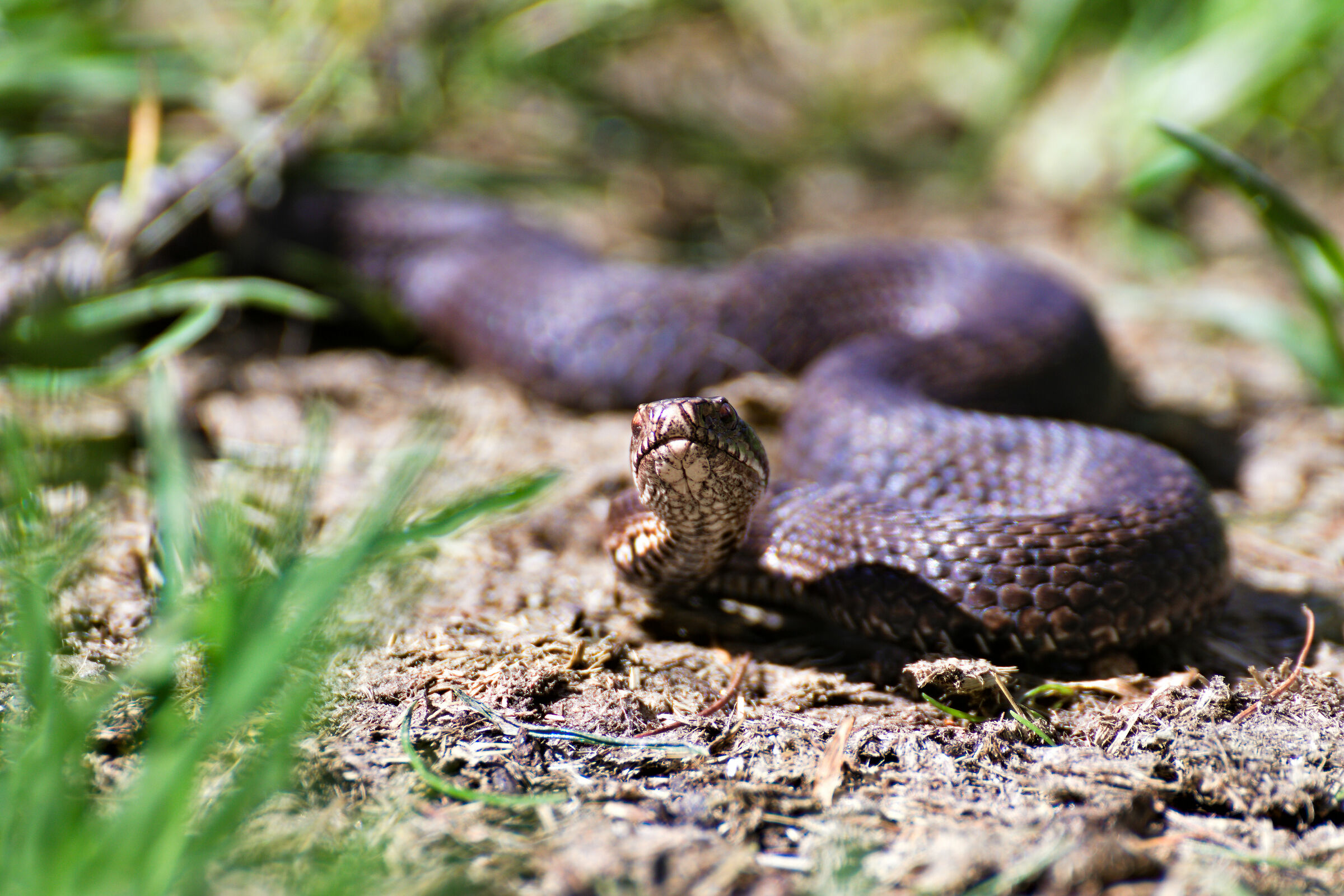 Marasso (Vipera berus)