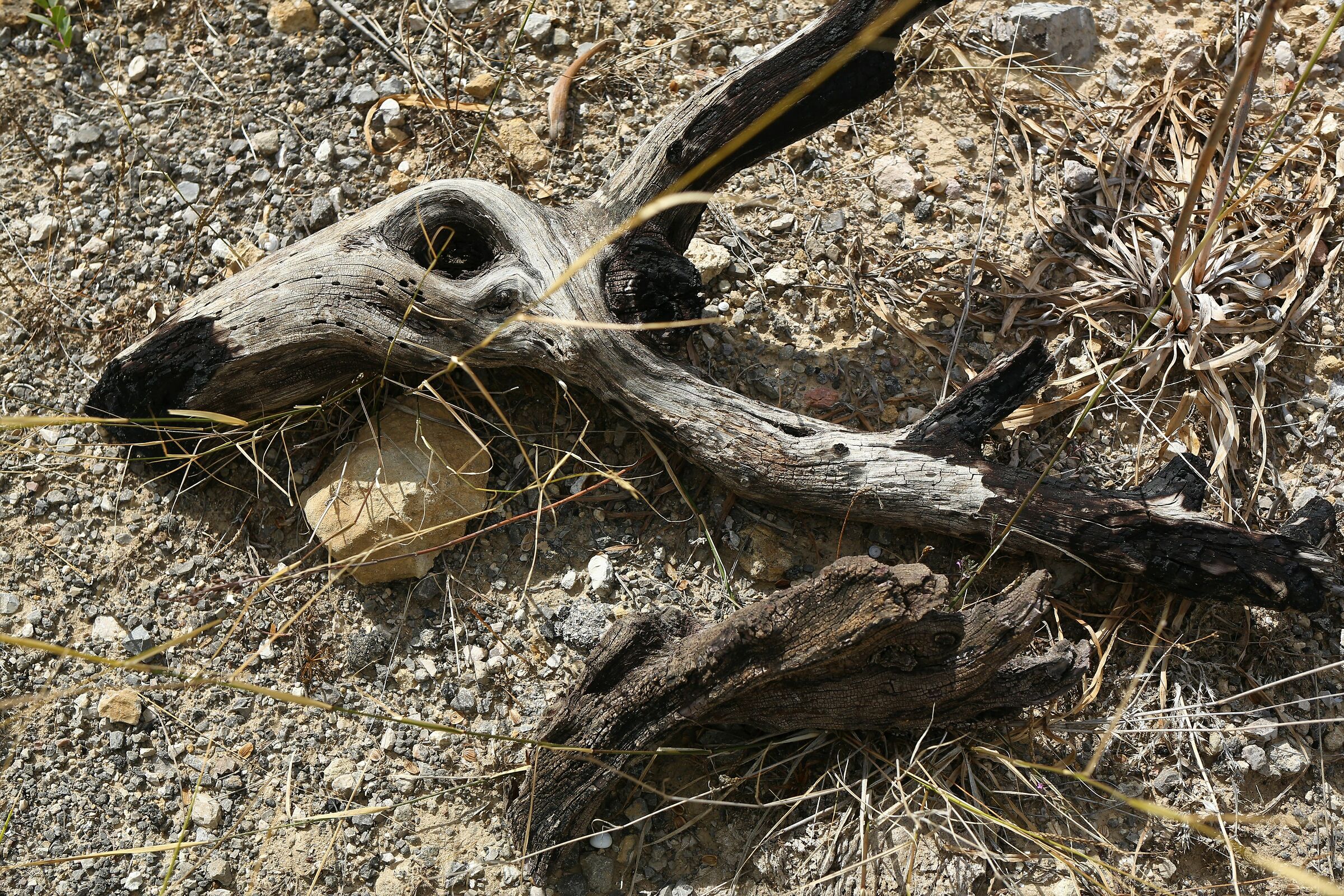 Sculture spontanee della natura