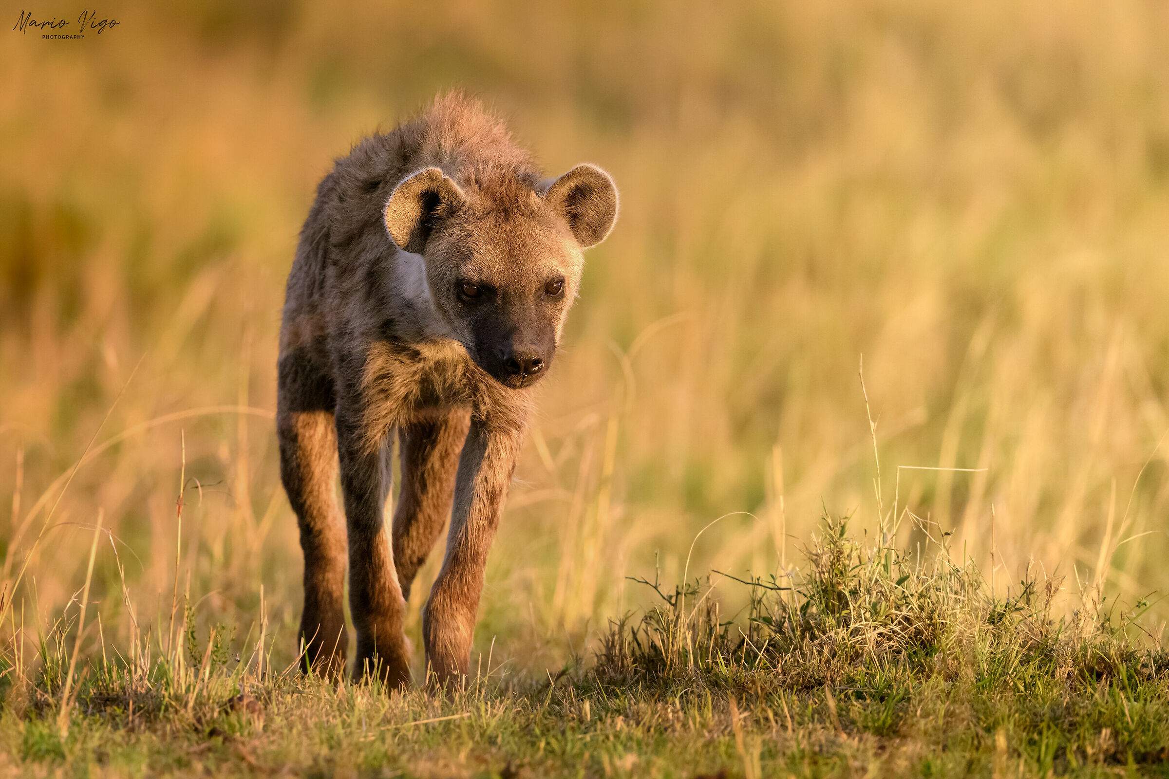 Spotted hyena