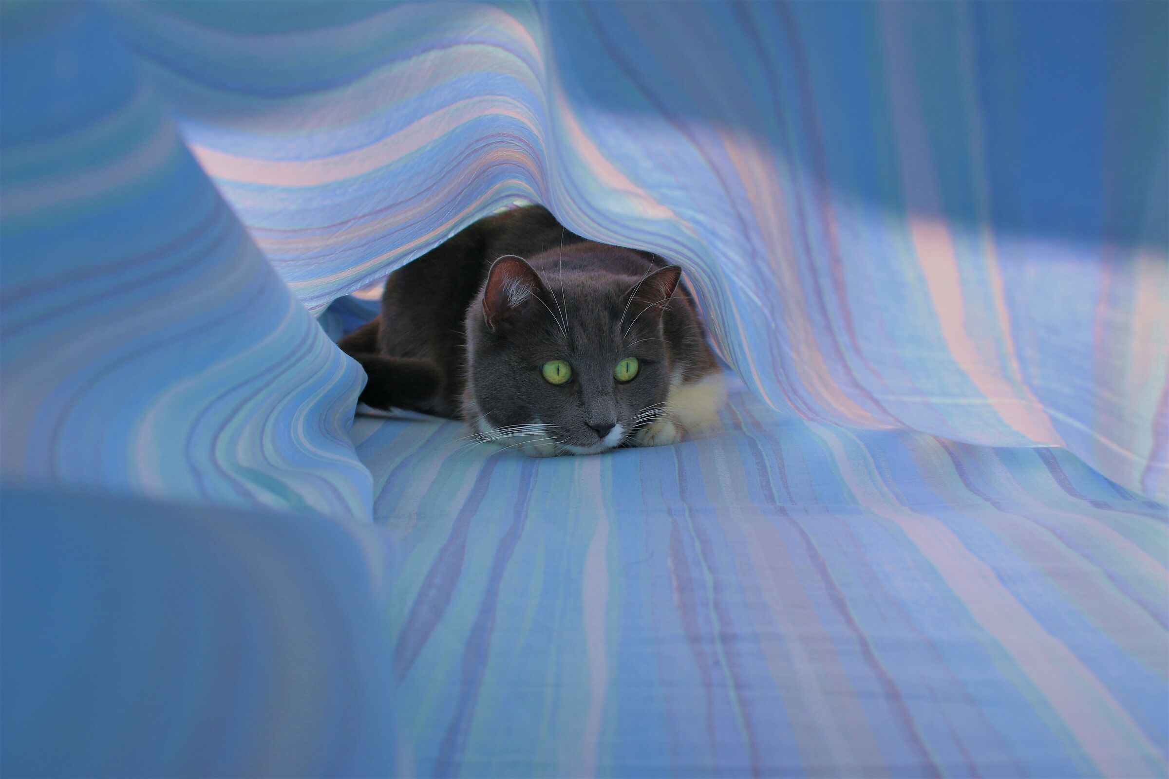 Minou, New1005