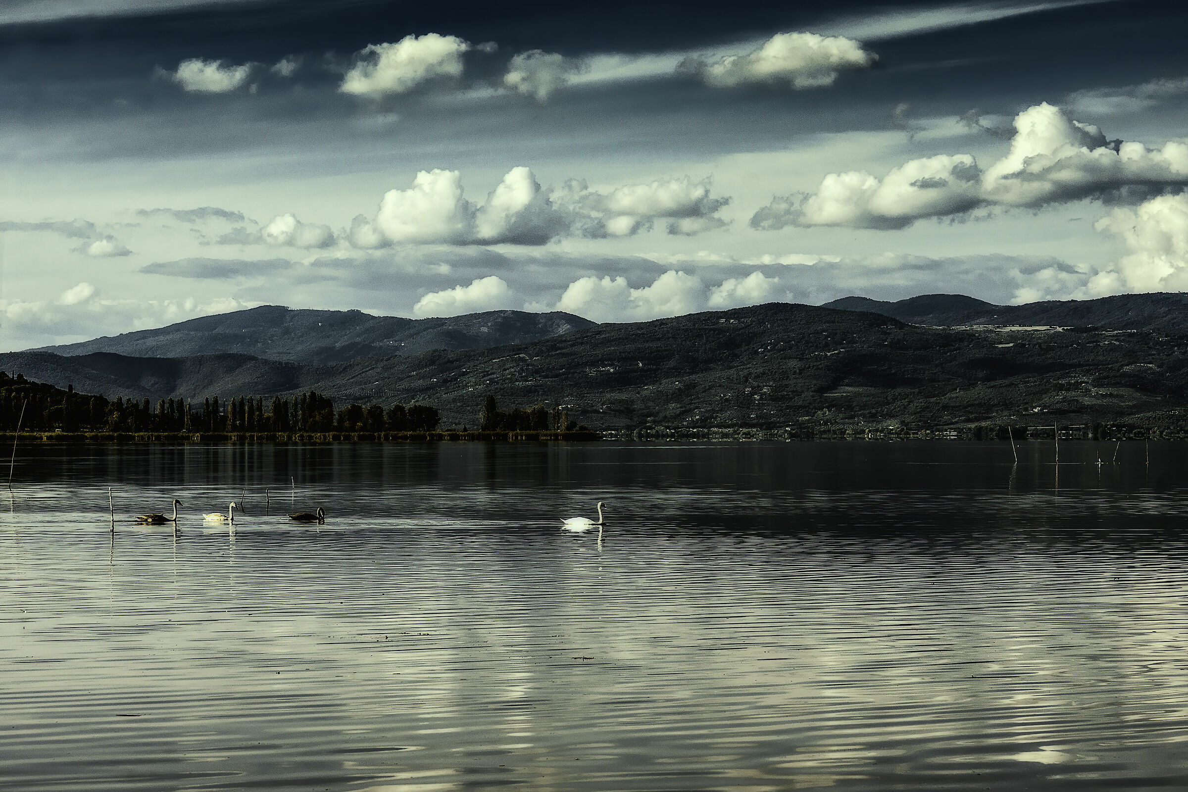 lago trasimeno (pg)cigni sim.kodak5218 2383