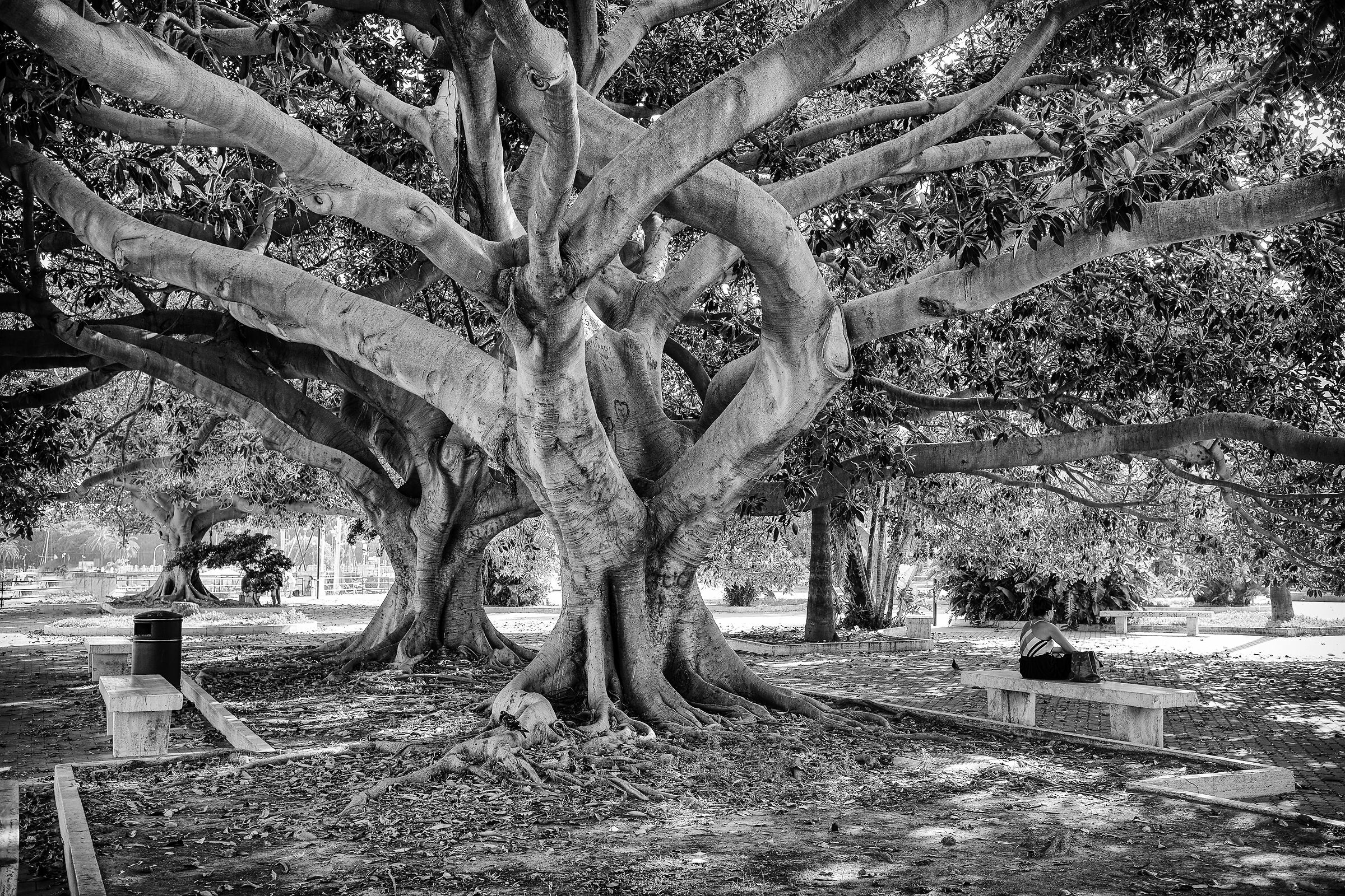 “Bisogna rispettare l'albero per la sua ombra.R...