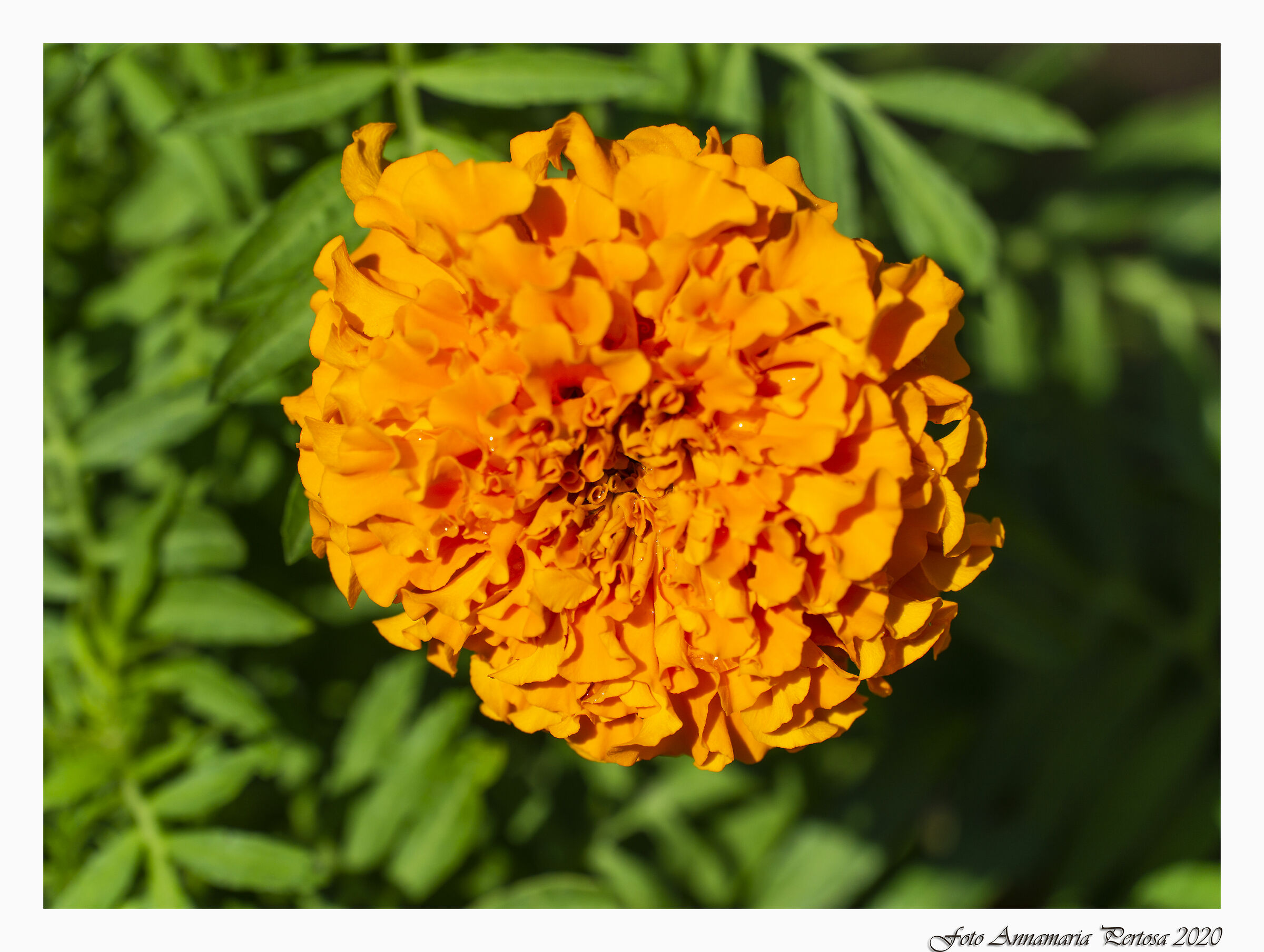 Un fiore dalla Grecia per tutti voi