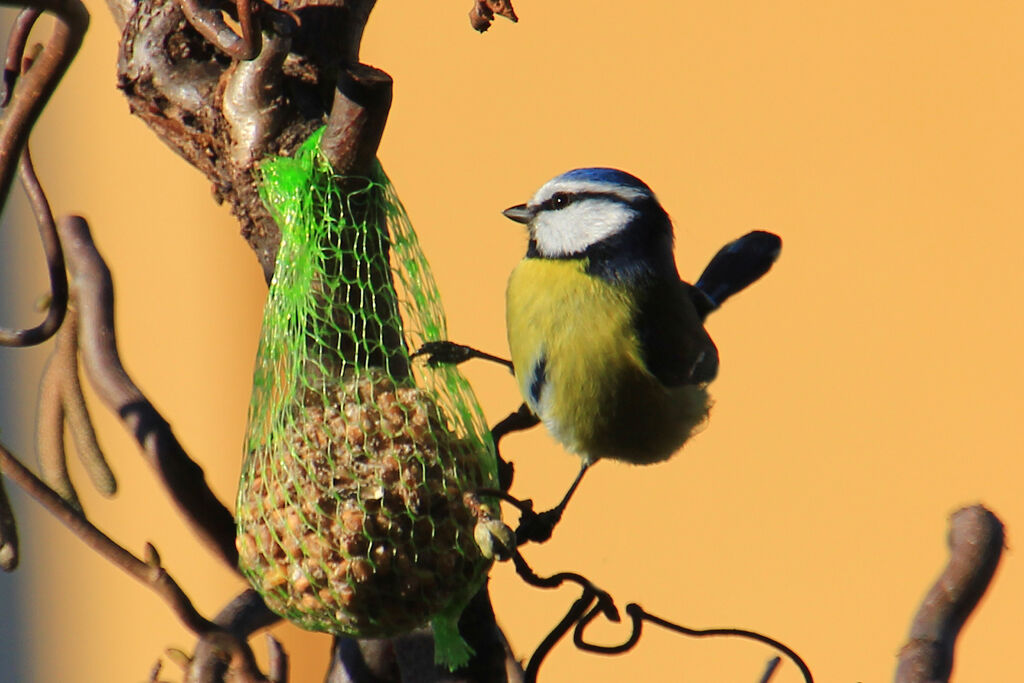Pranzetto in giardino
