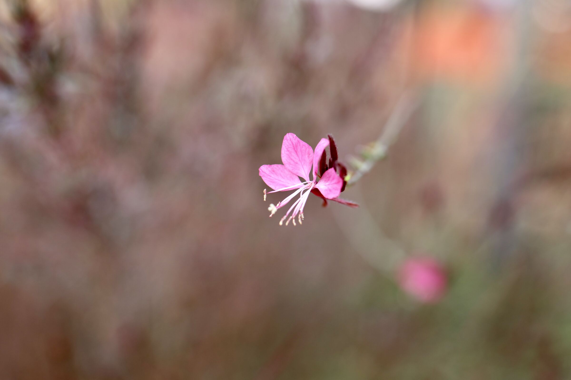 Epilobium donadei