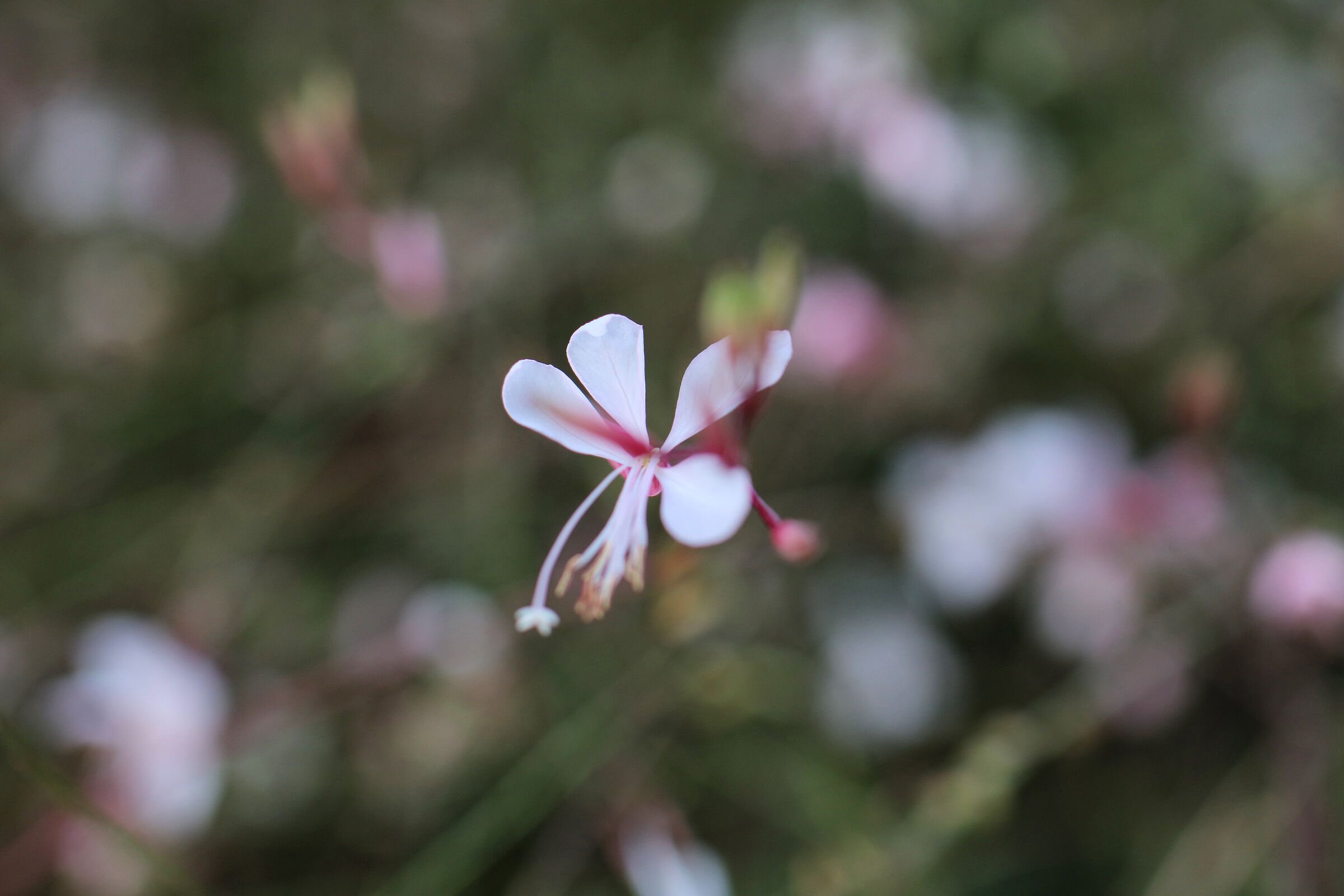 Oenothera Lindheimeri