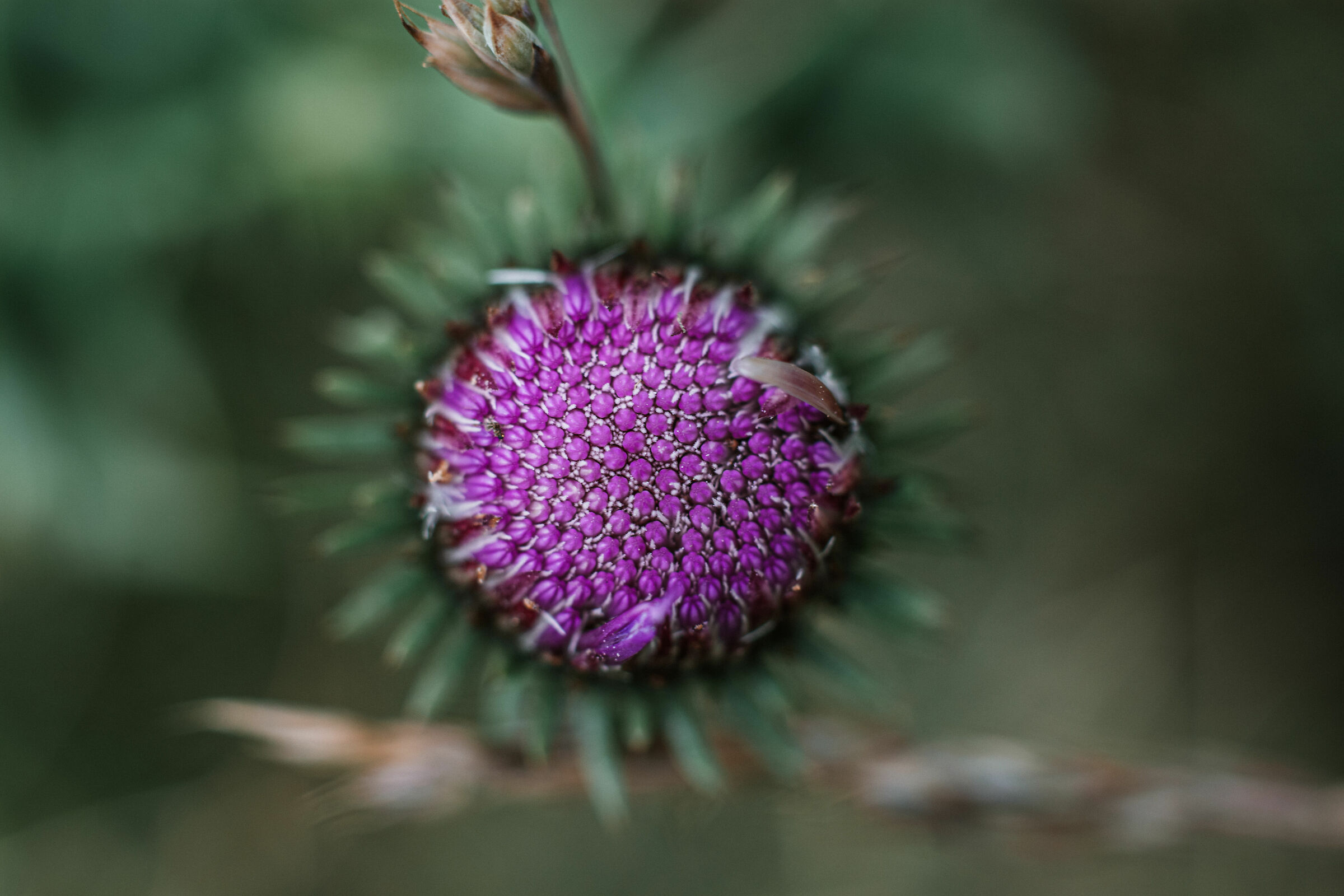Burdock