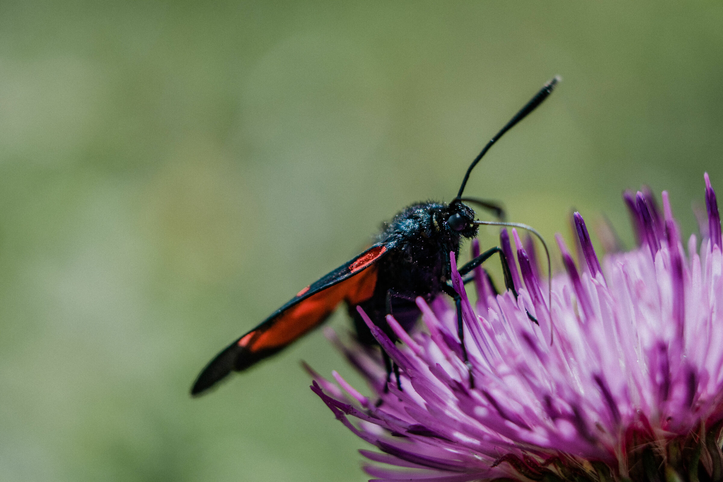 Zygaena transalpina