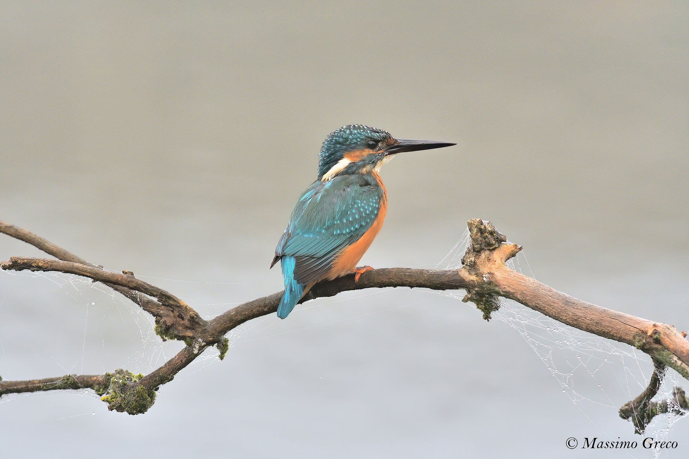 Kingfisher
