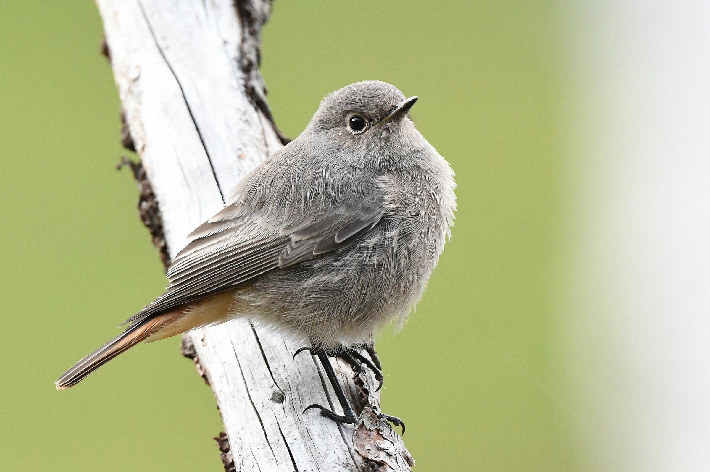codirosso chimney sweep