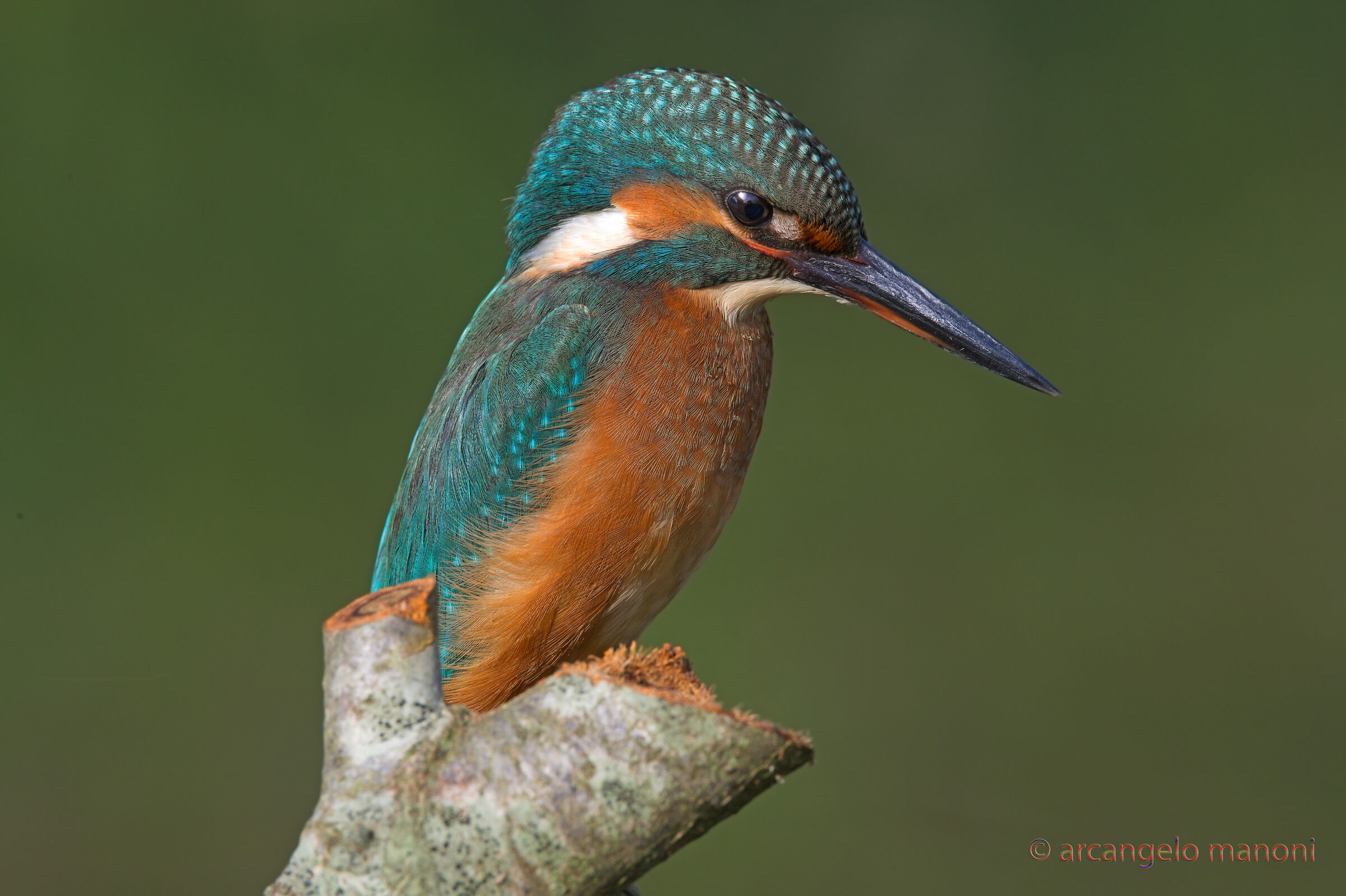 The martina pulled to the max