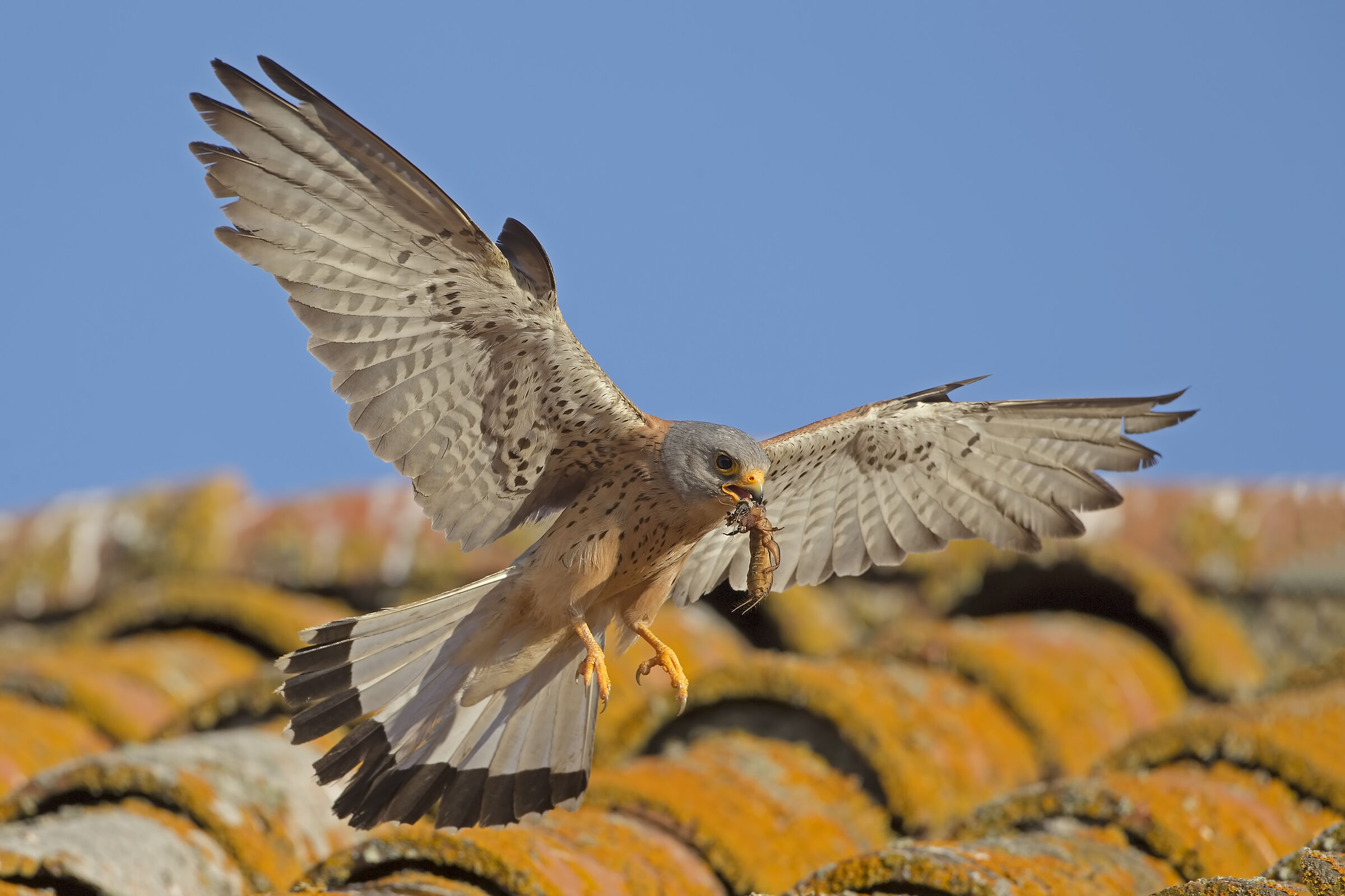 Grillaio and crickettalpa