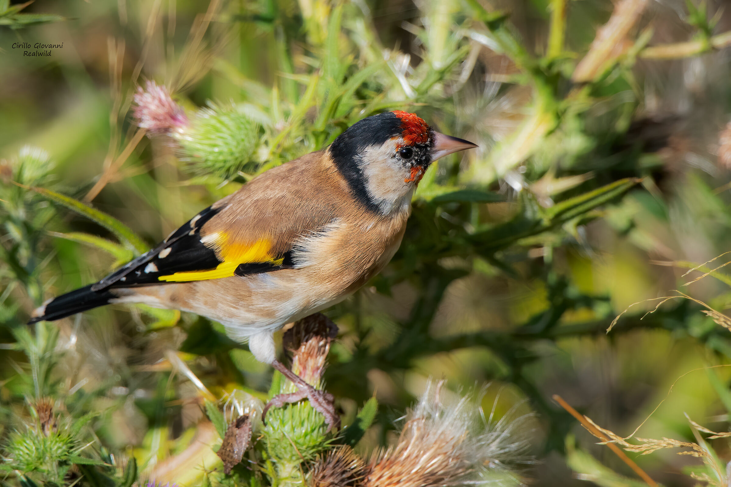 Goldfinch