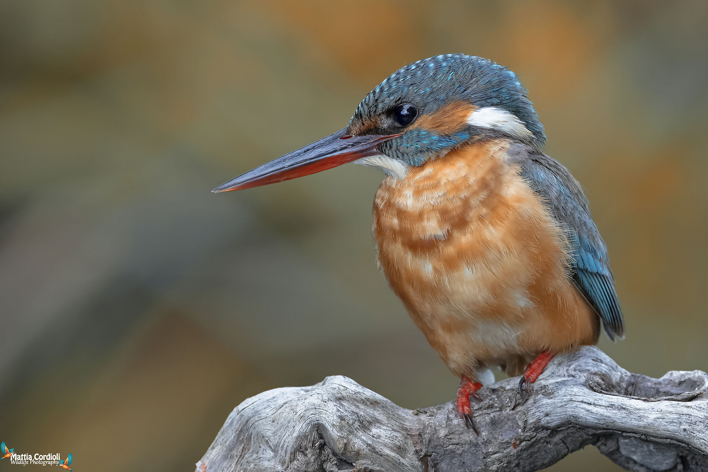 Kingfisher