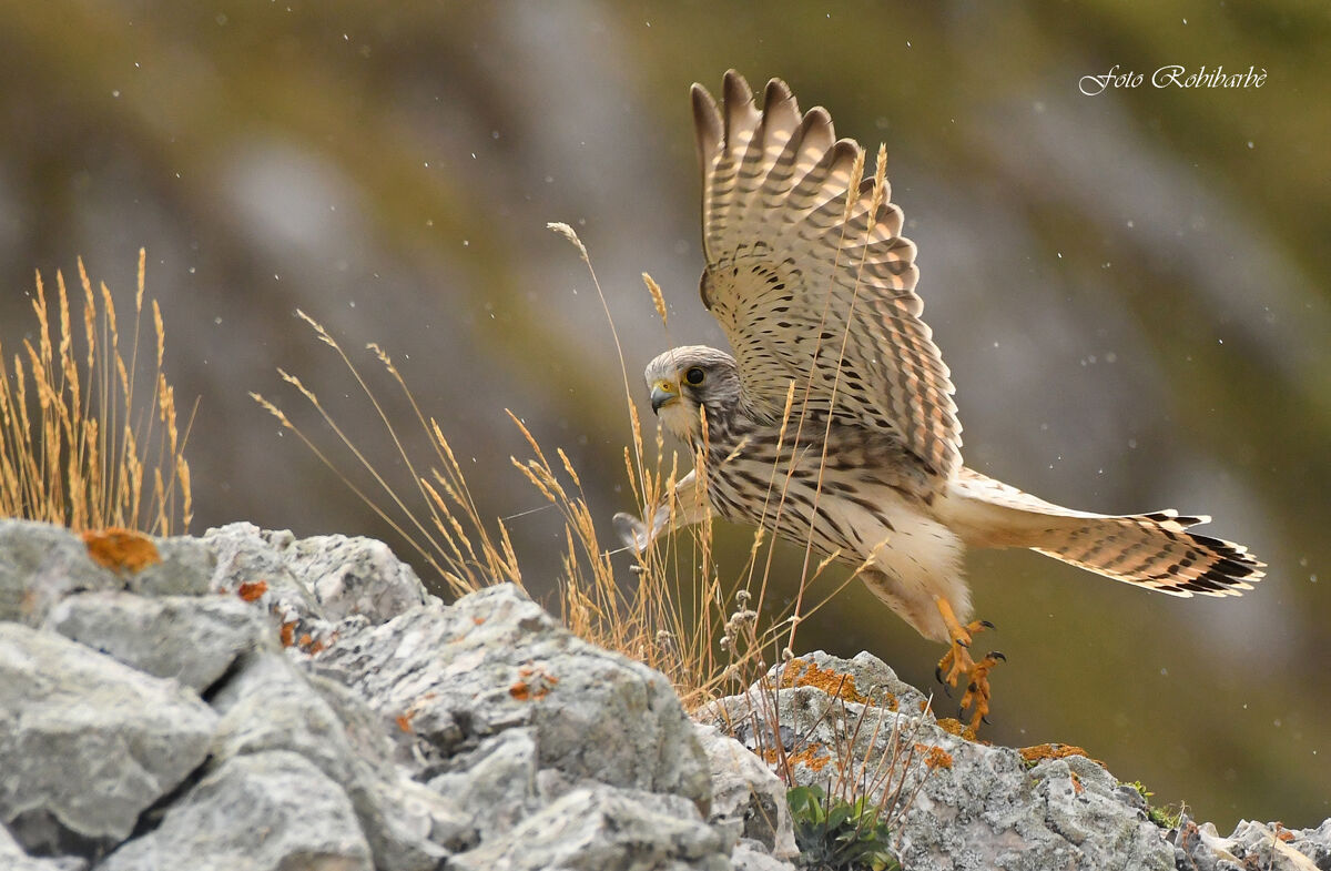 Kestrel... departing.