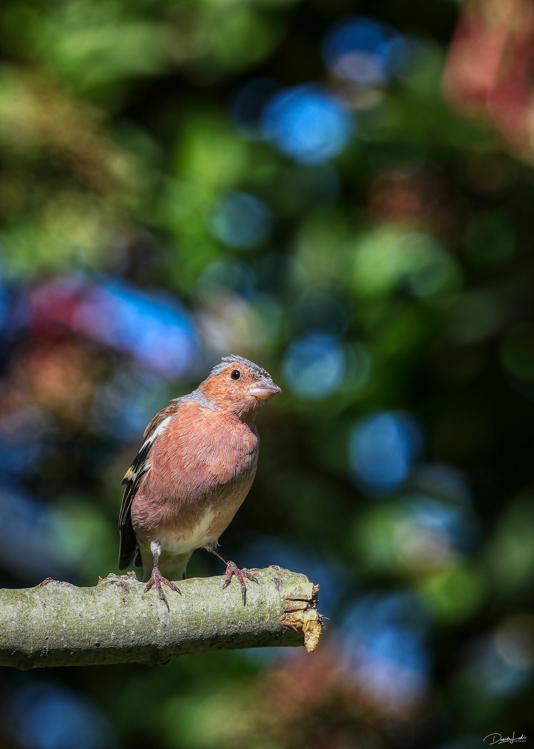 Chaffinch