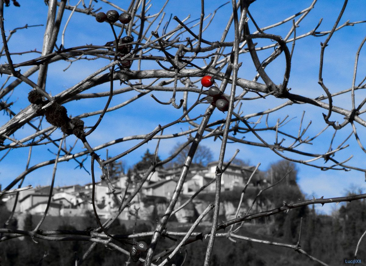 Un pò di cielo tra bacche e rami....
