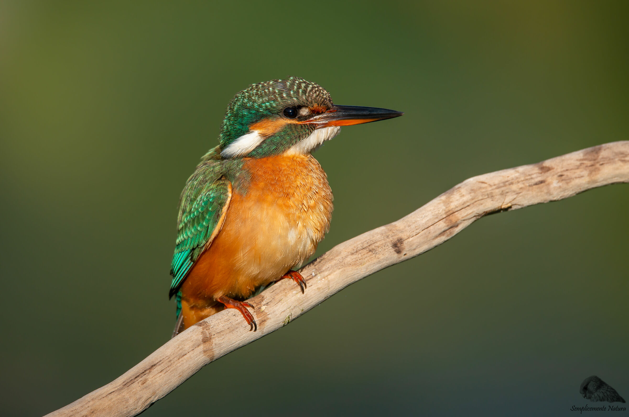 Martin Fisher (Alcedo atthis)