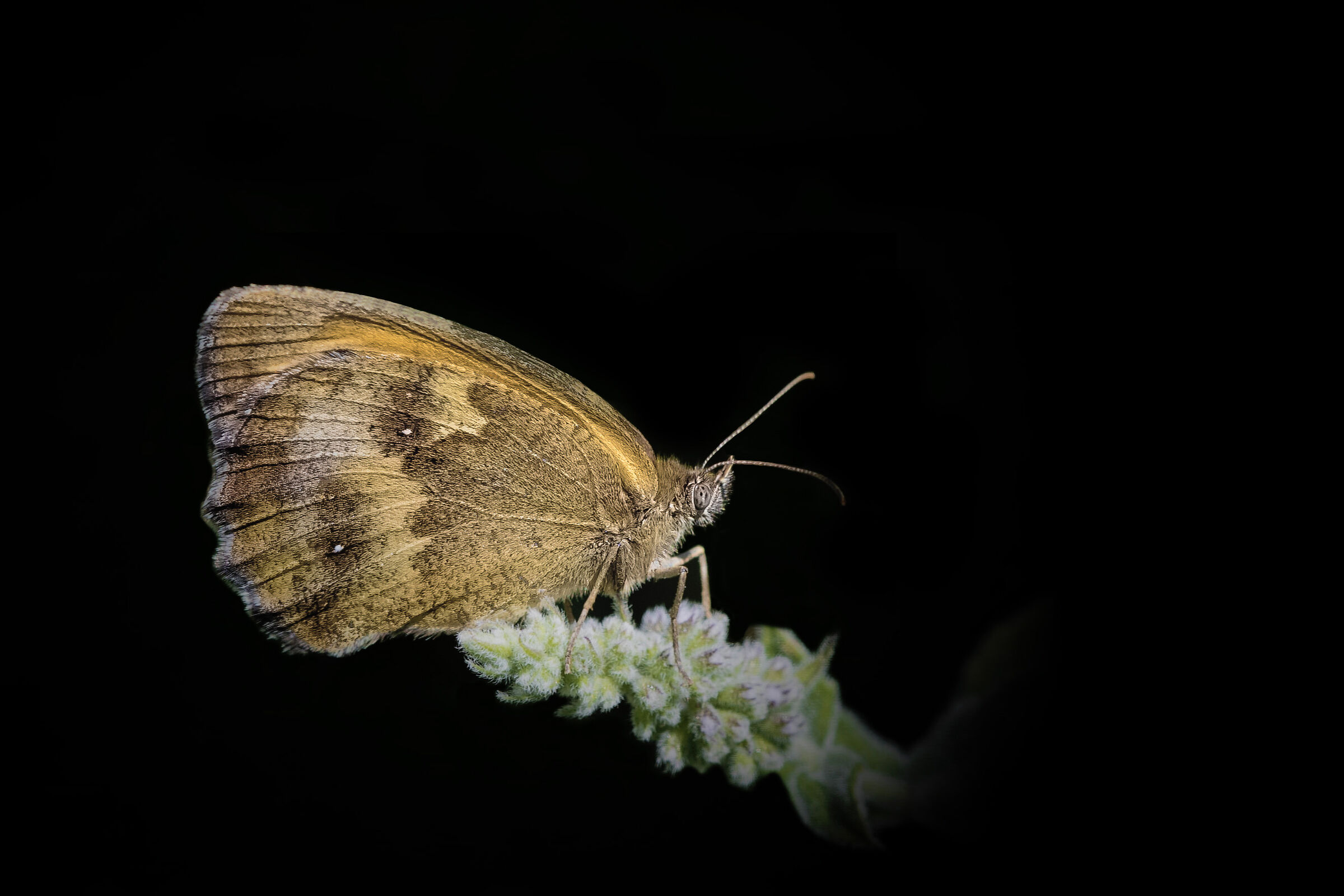 Ninfa minore (Coenonympha pamphilius)