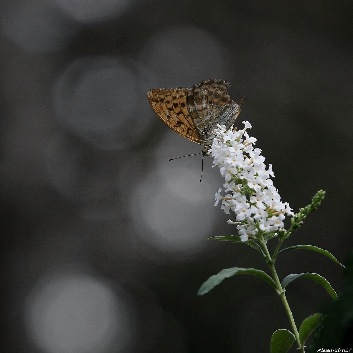 .... l'istante prima .... del rumore di un volo ...