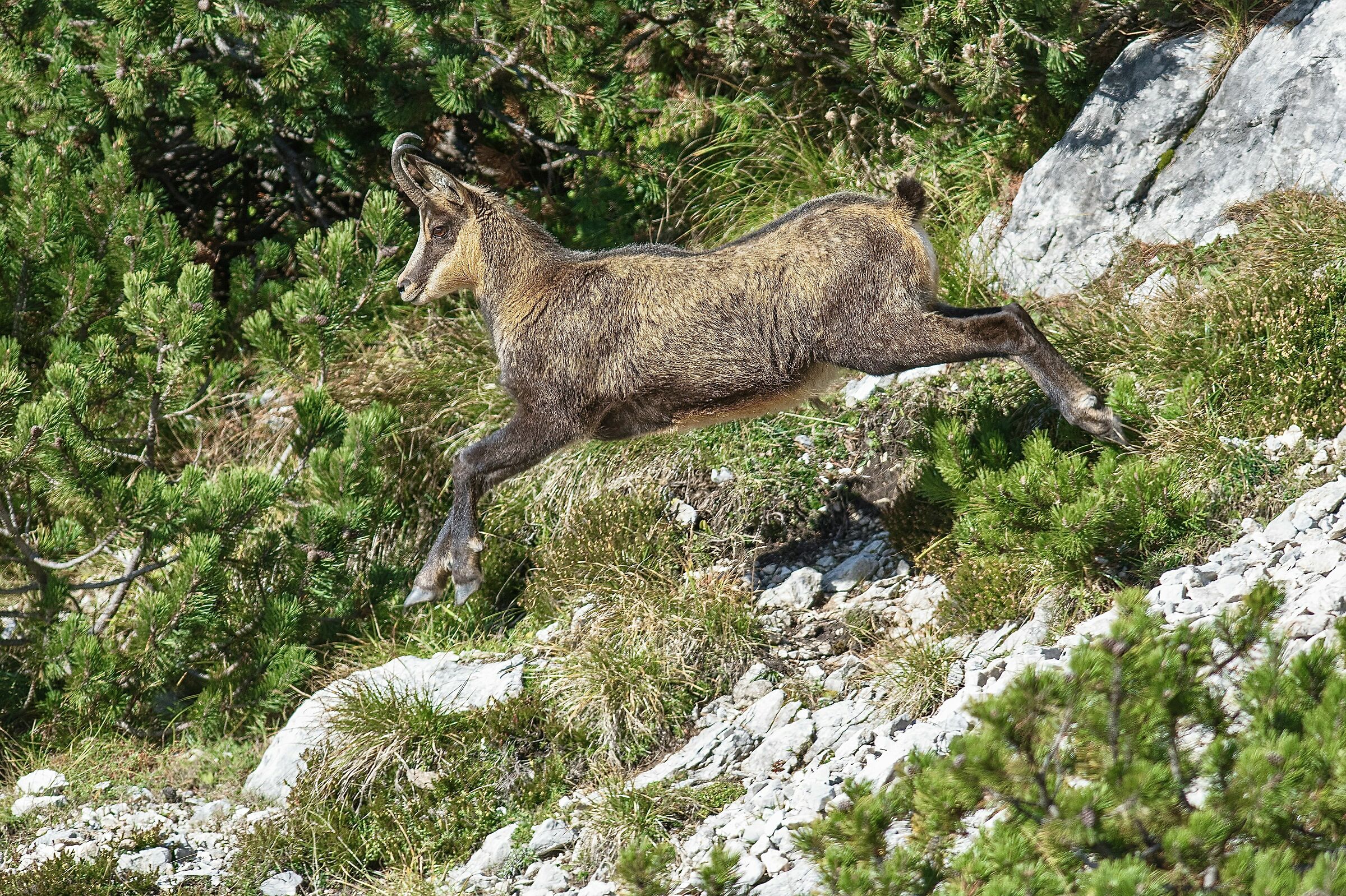 Alpine chamois in the first autumn