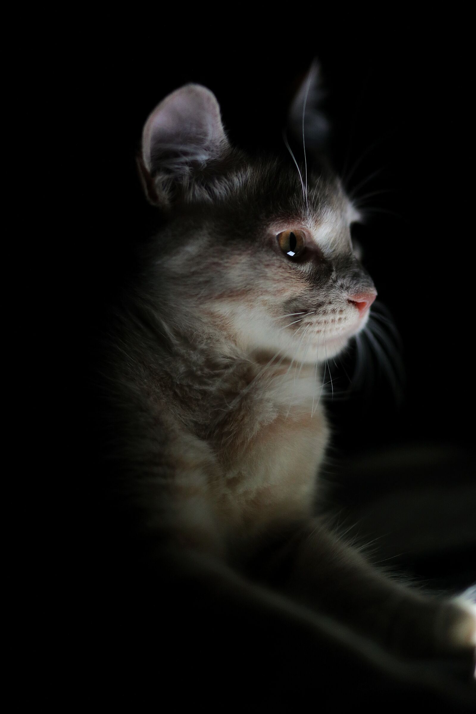Romeo