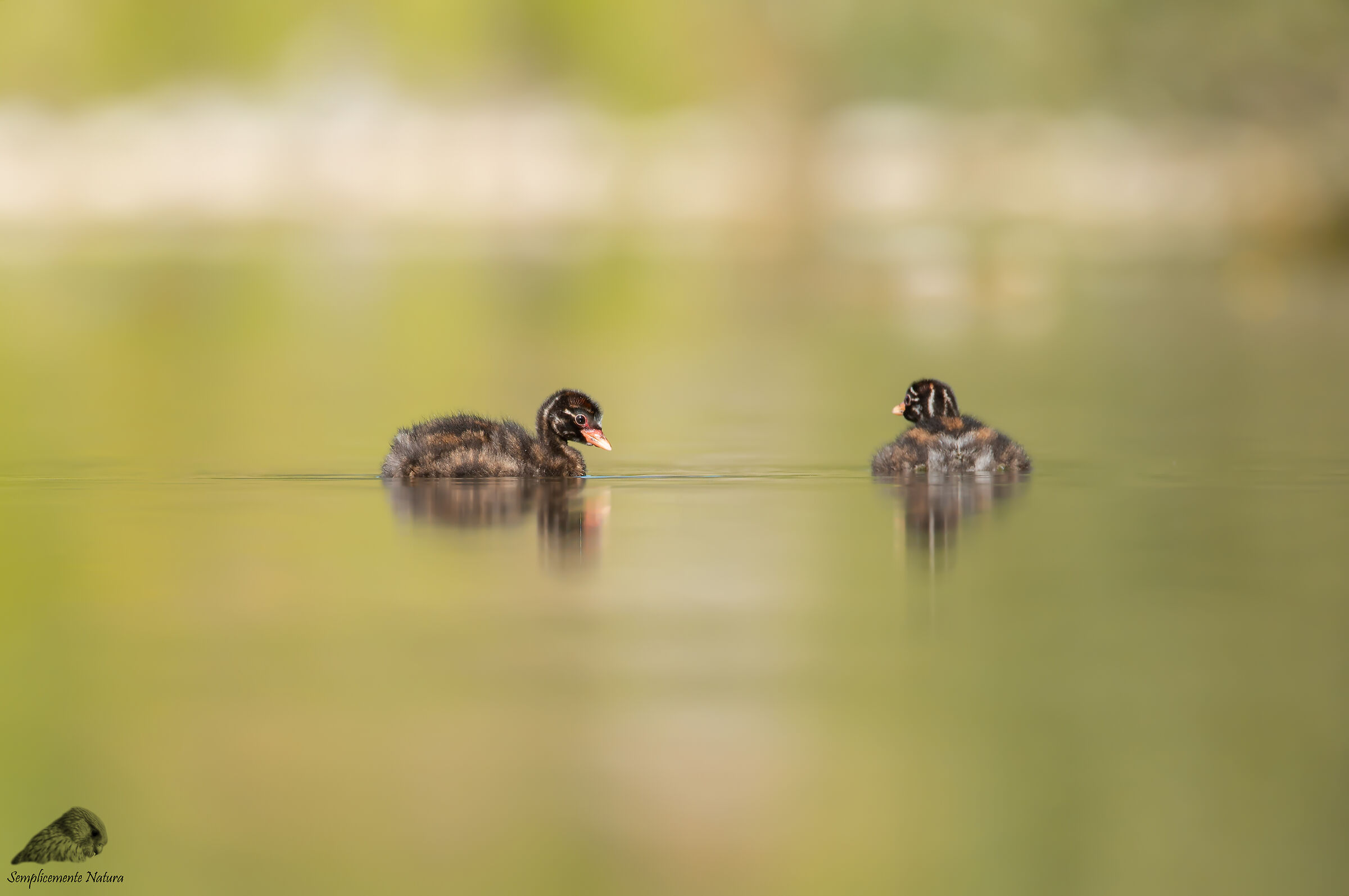 Young Tufts (Tachybaptus ruficollis)