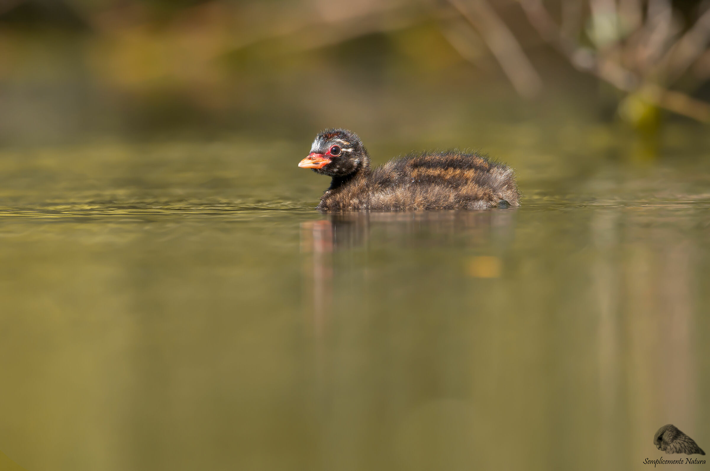 Young Tuft (Tachybaptus ruficollis)
