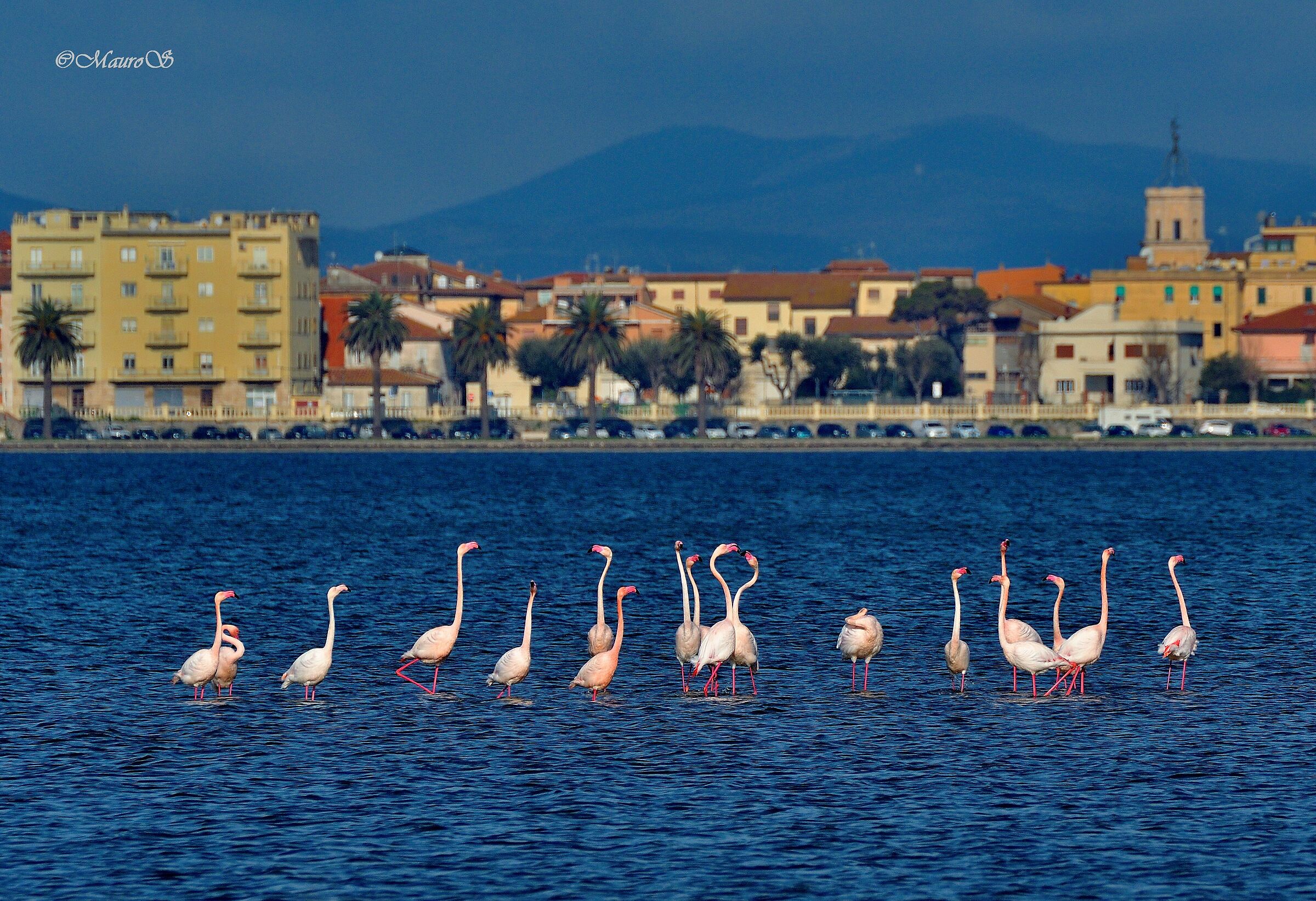 Flamingos