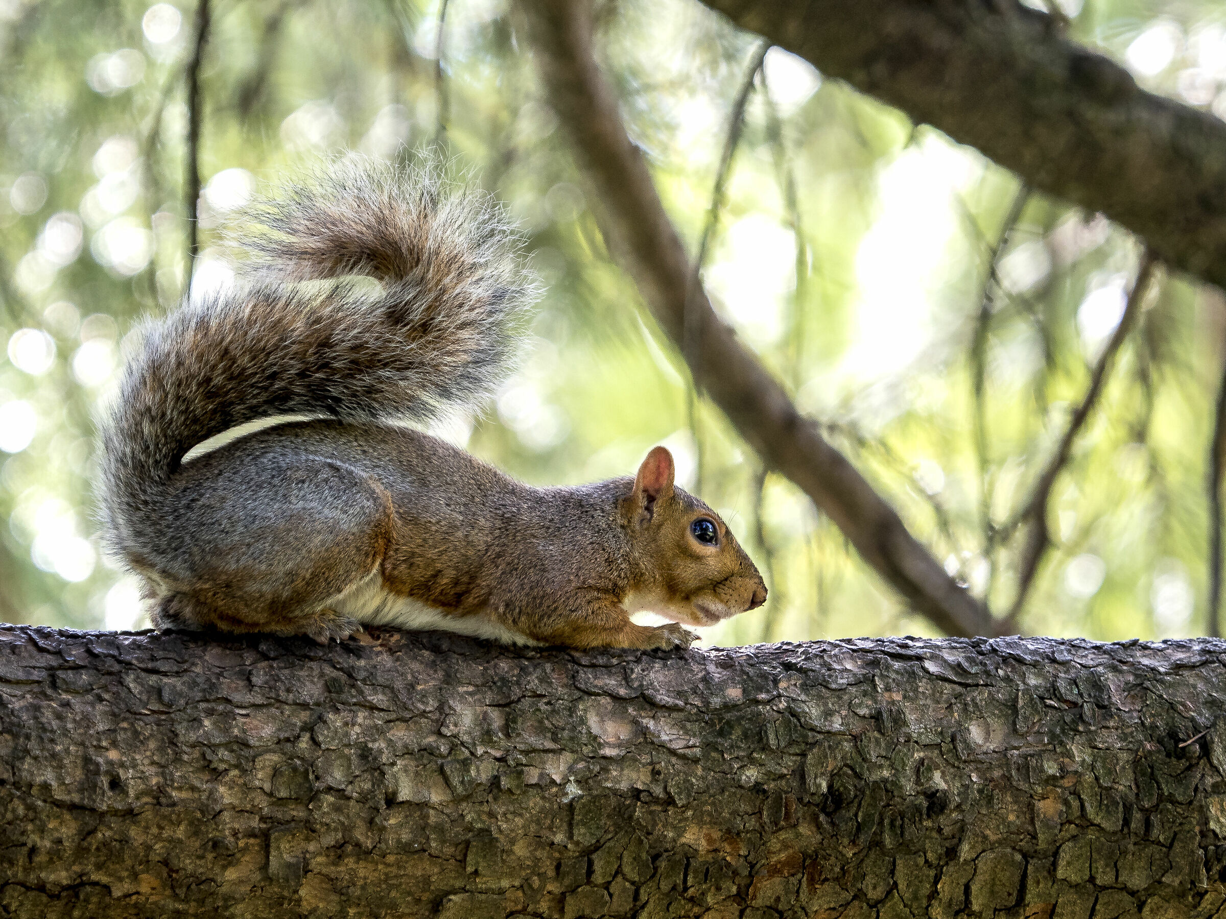 Squirrel