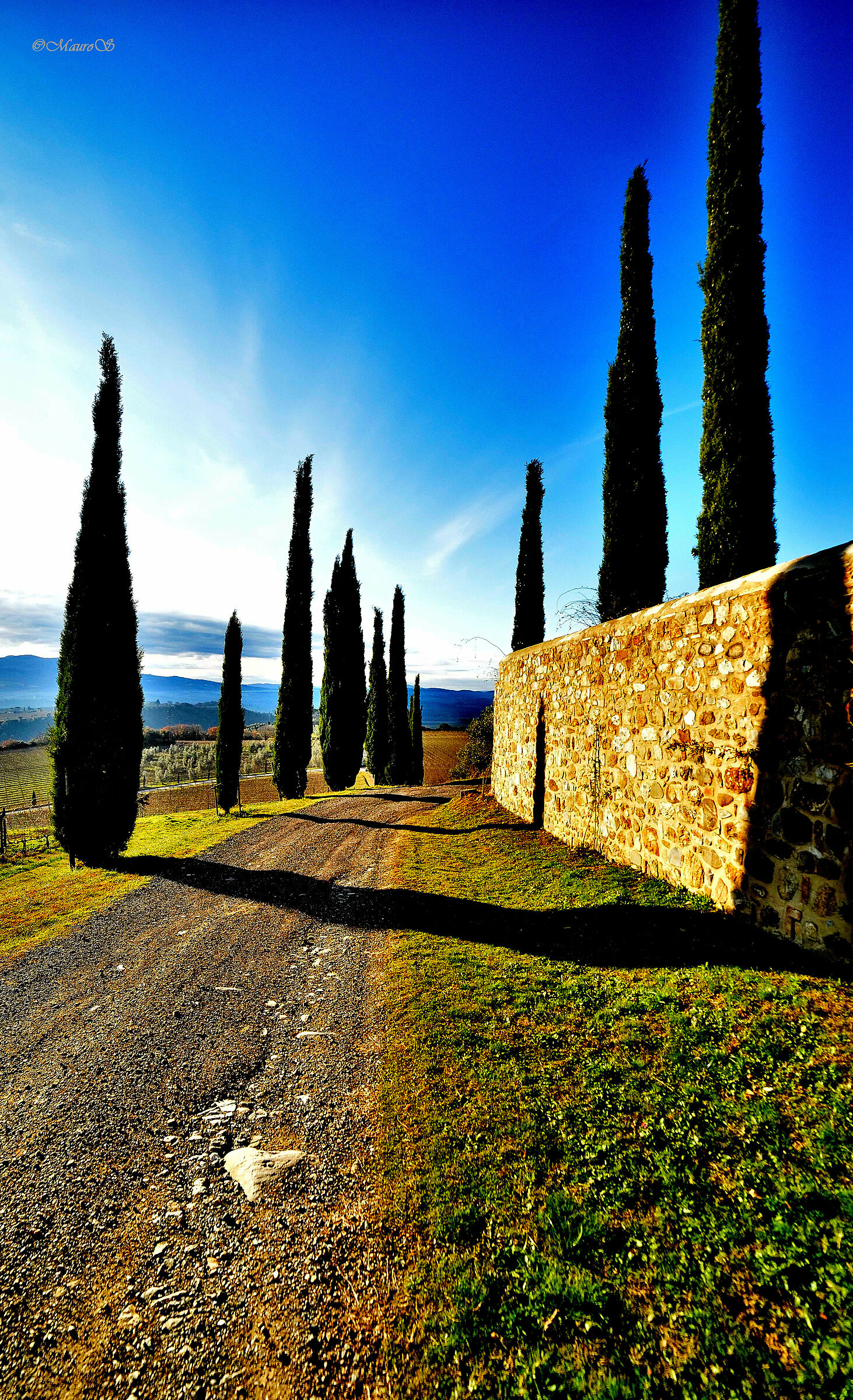 Cypress