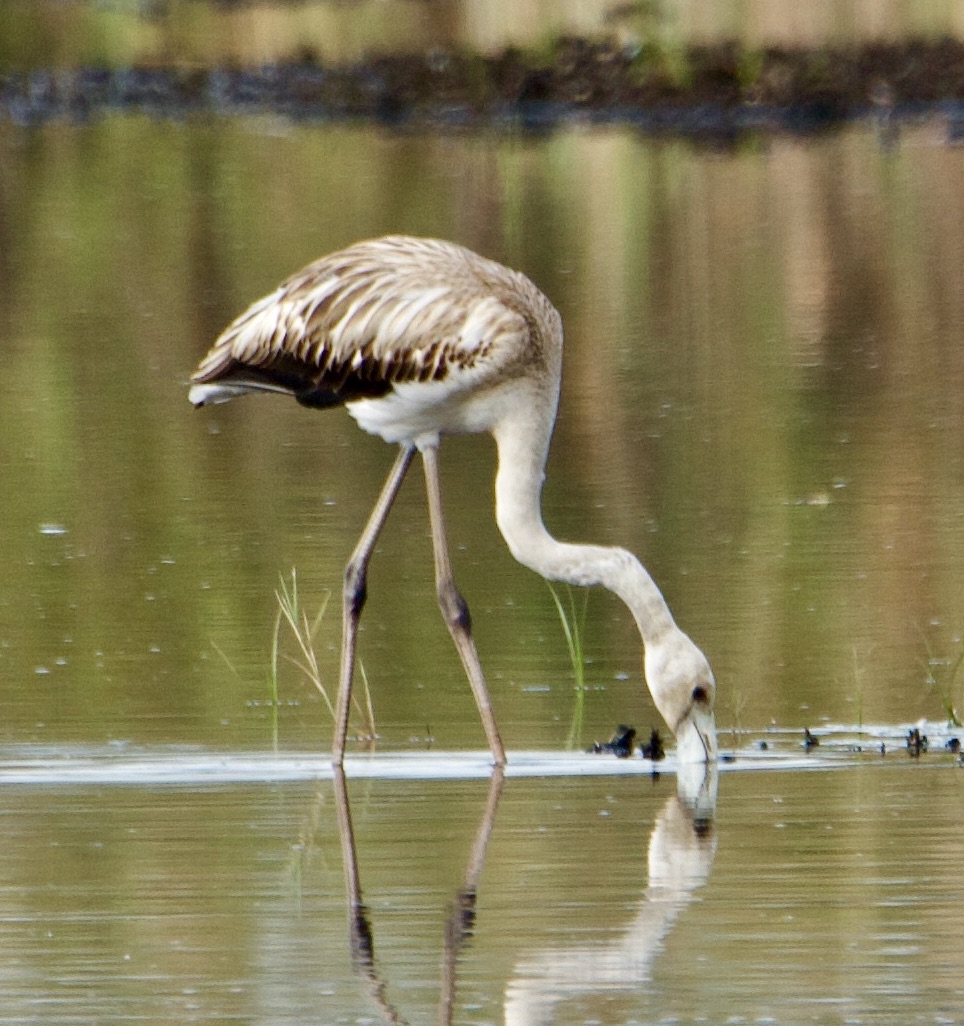 Giovane di fenicottero