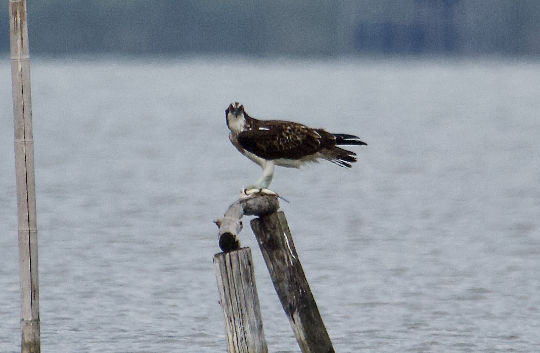 colazione del falco pescatore