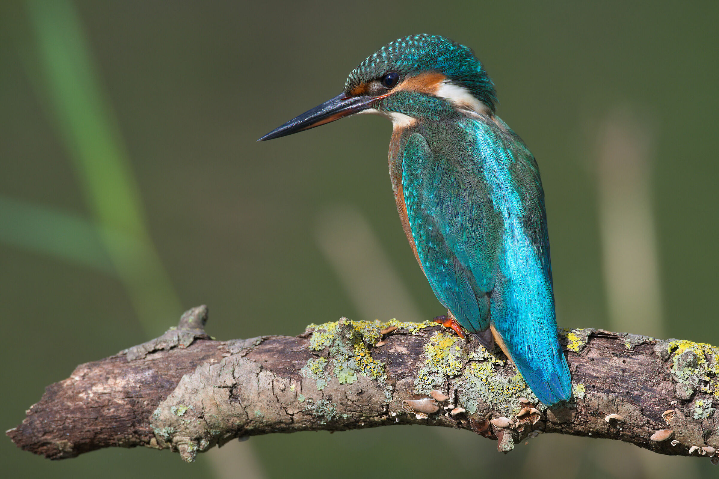 The Lady of the River
