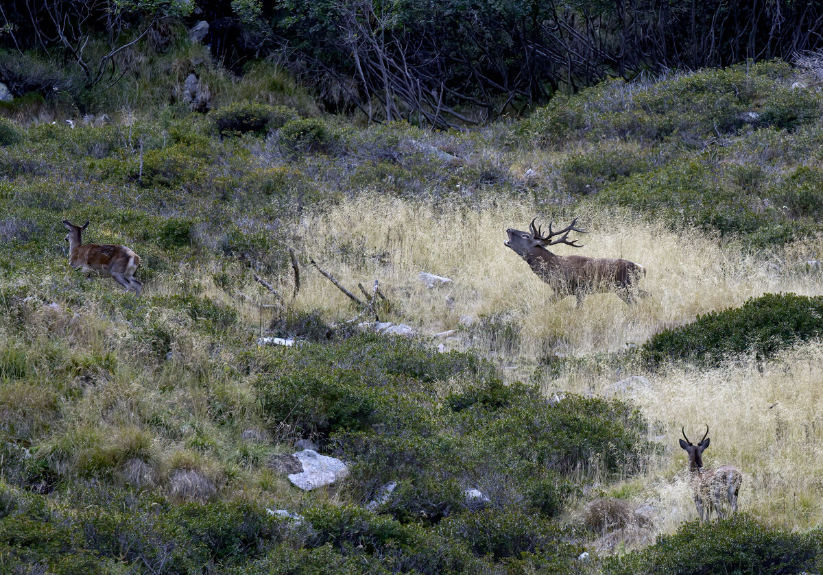 Bramito catena Lagorai Trentino