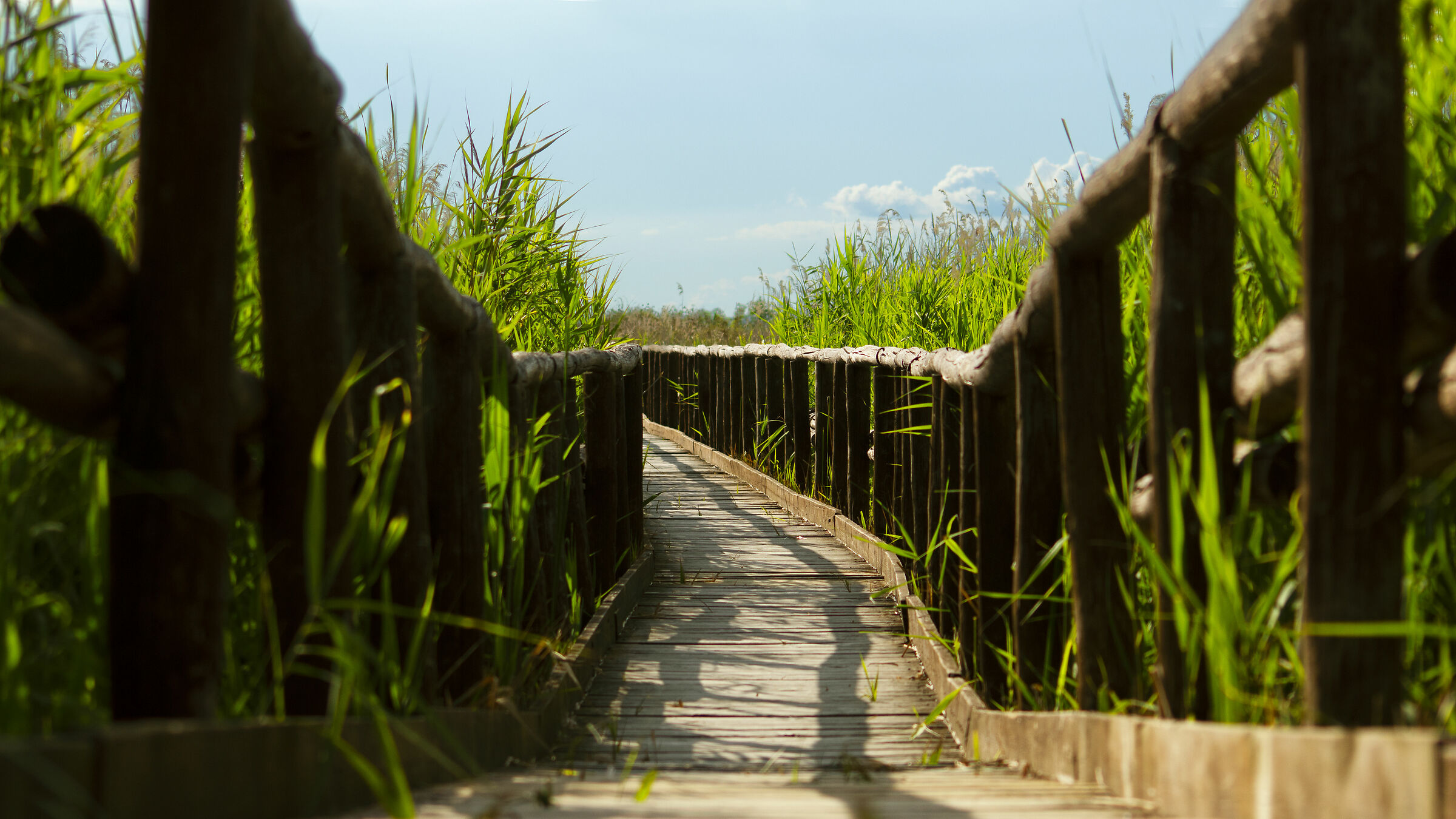 camminamento oasi massacciuccoli