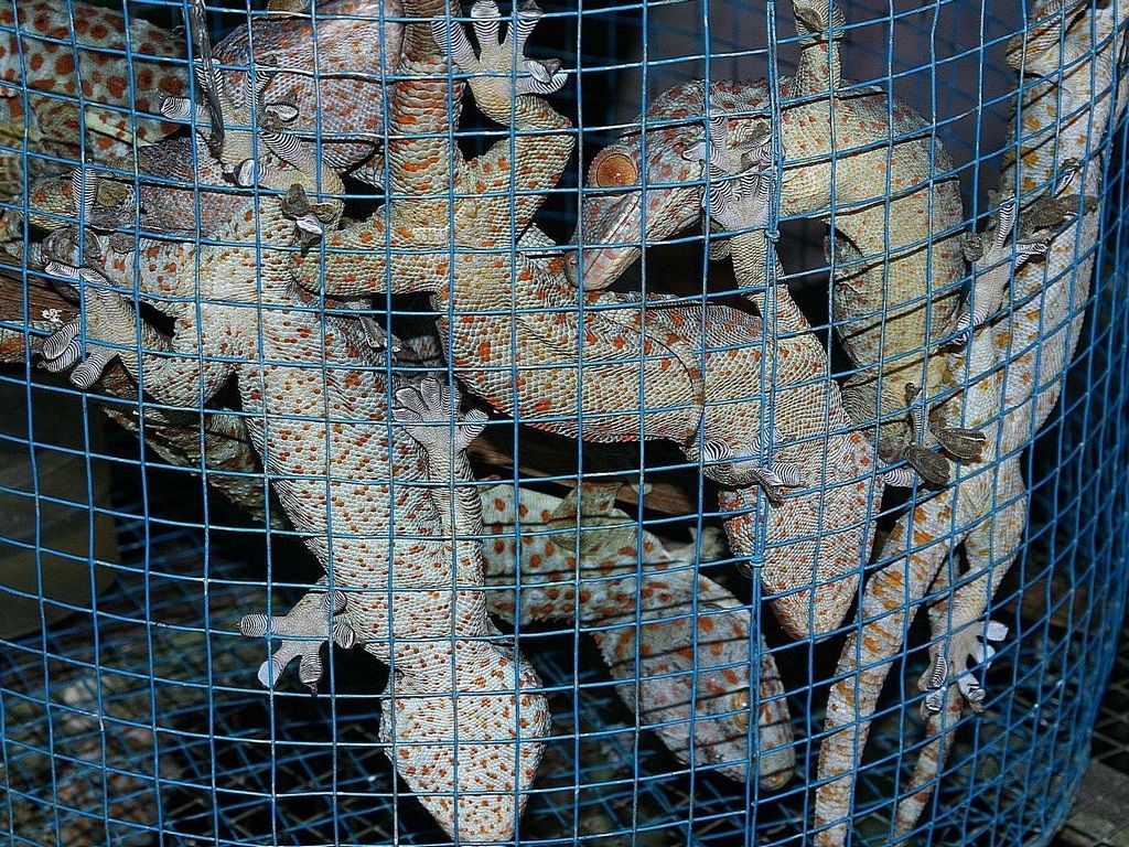 I giocattoli per l'umanità