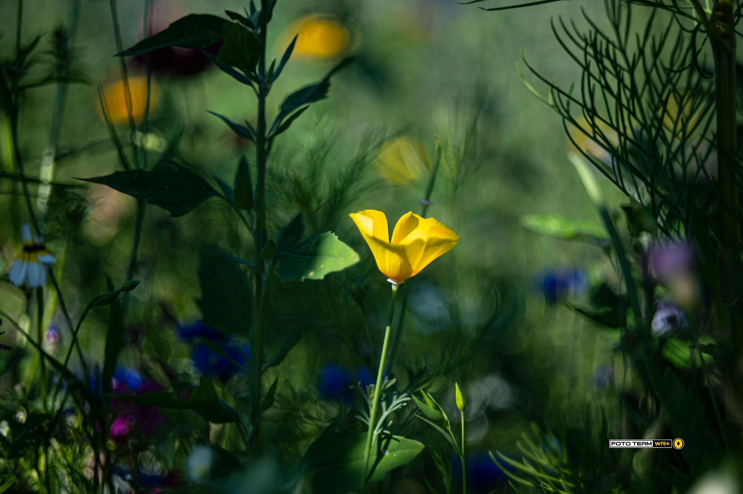 La magia dei fiori di campo