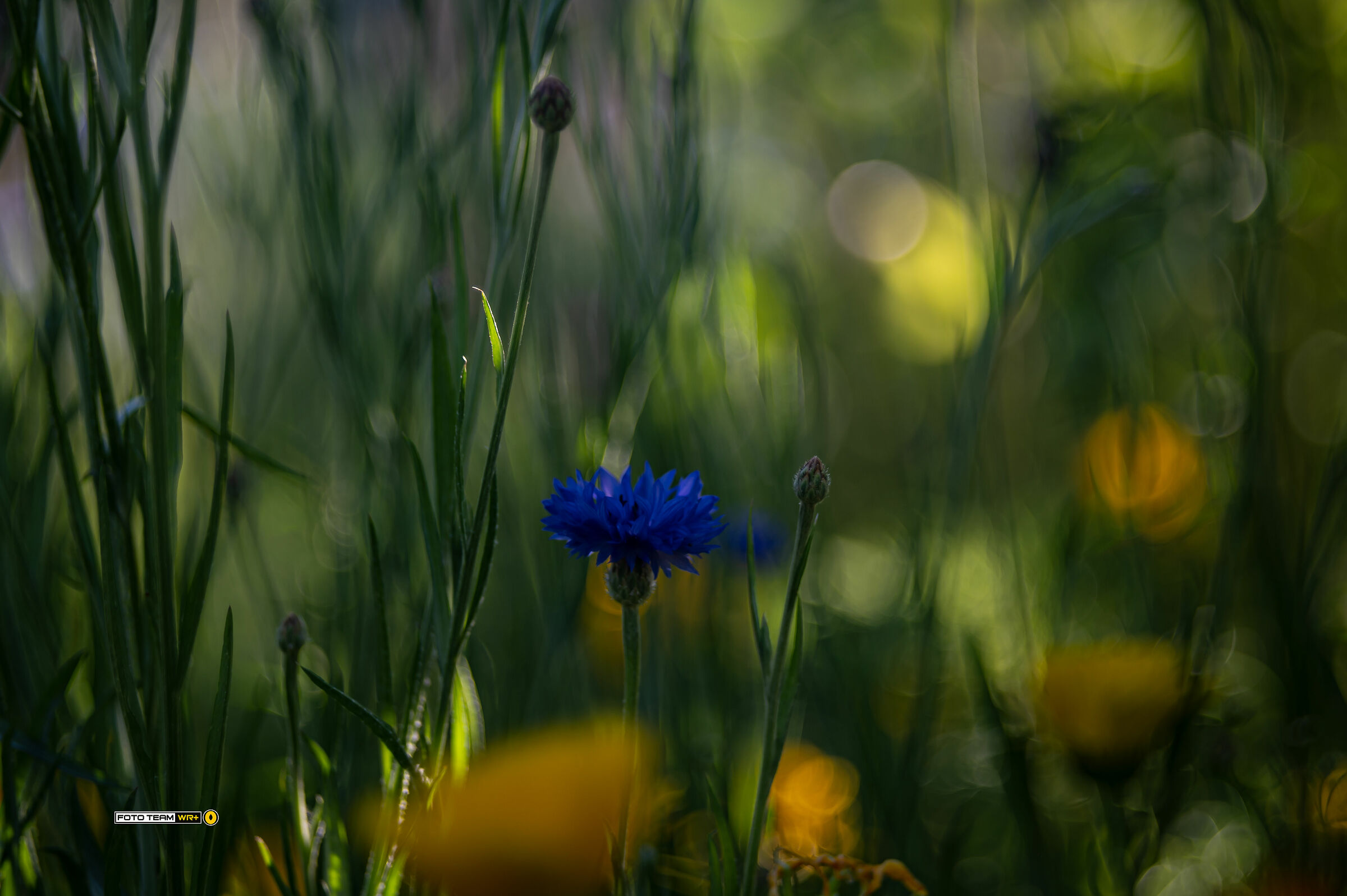 La magia dei fiori di campo