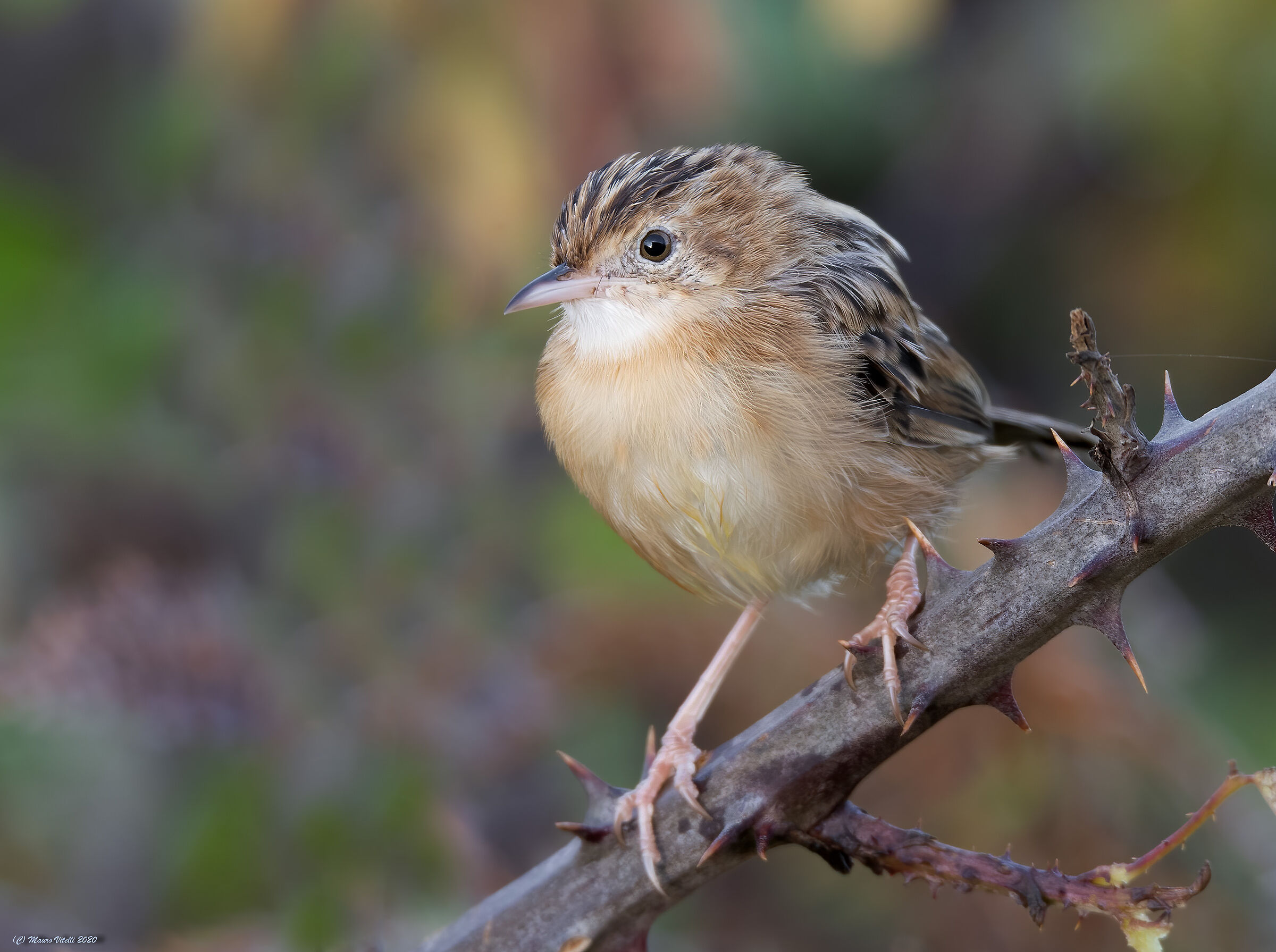 Beccamoschino (Cisticola juncidis)