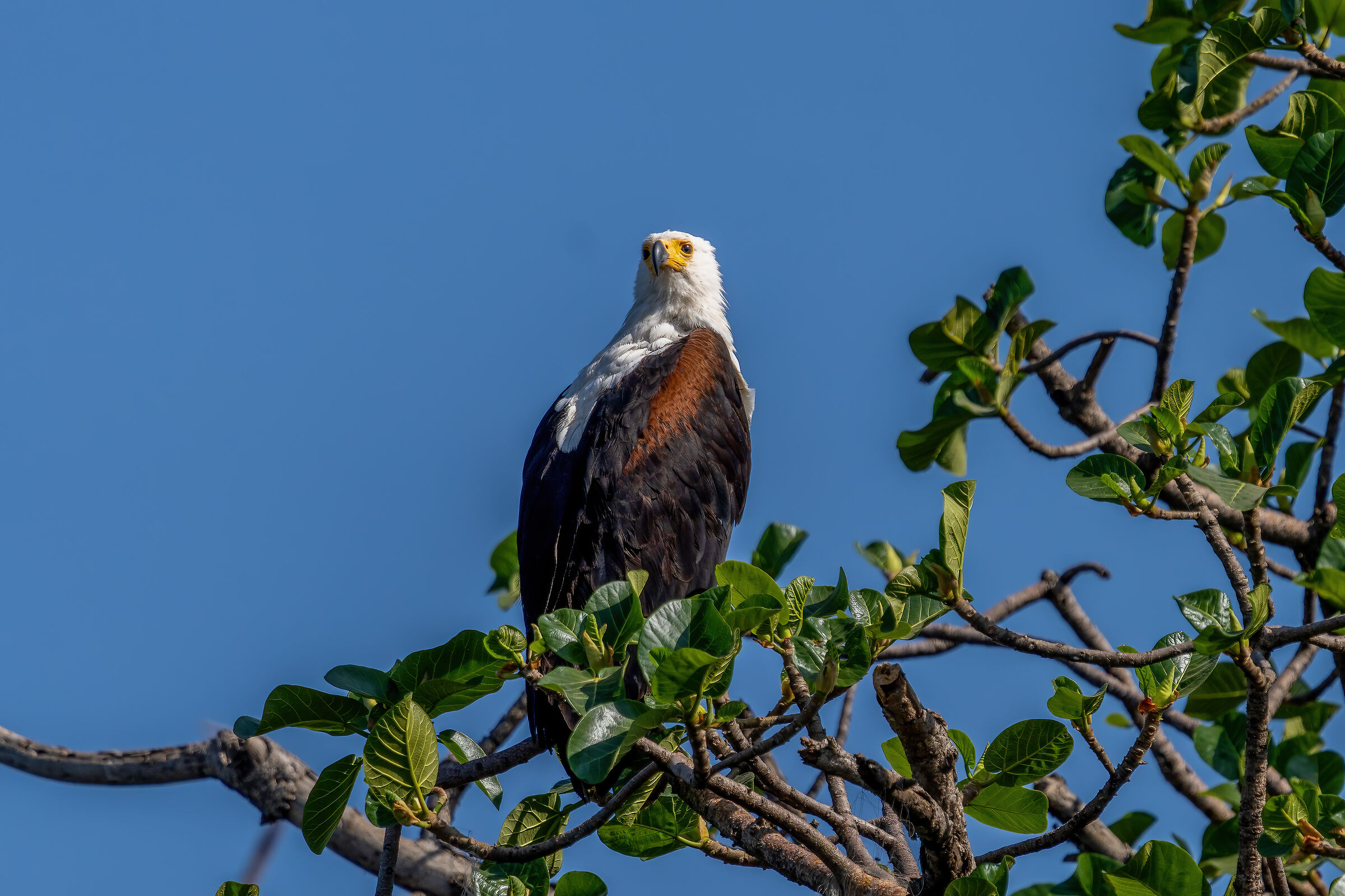 Aquila urlatrice, Haliaeetus vocifer