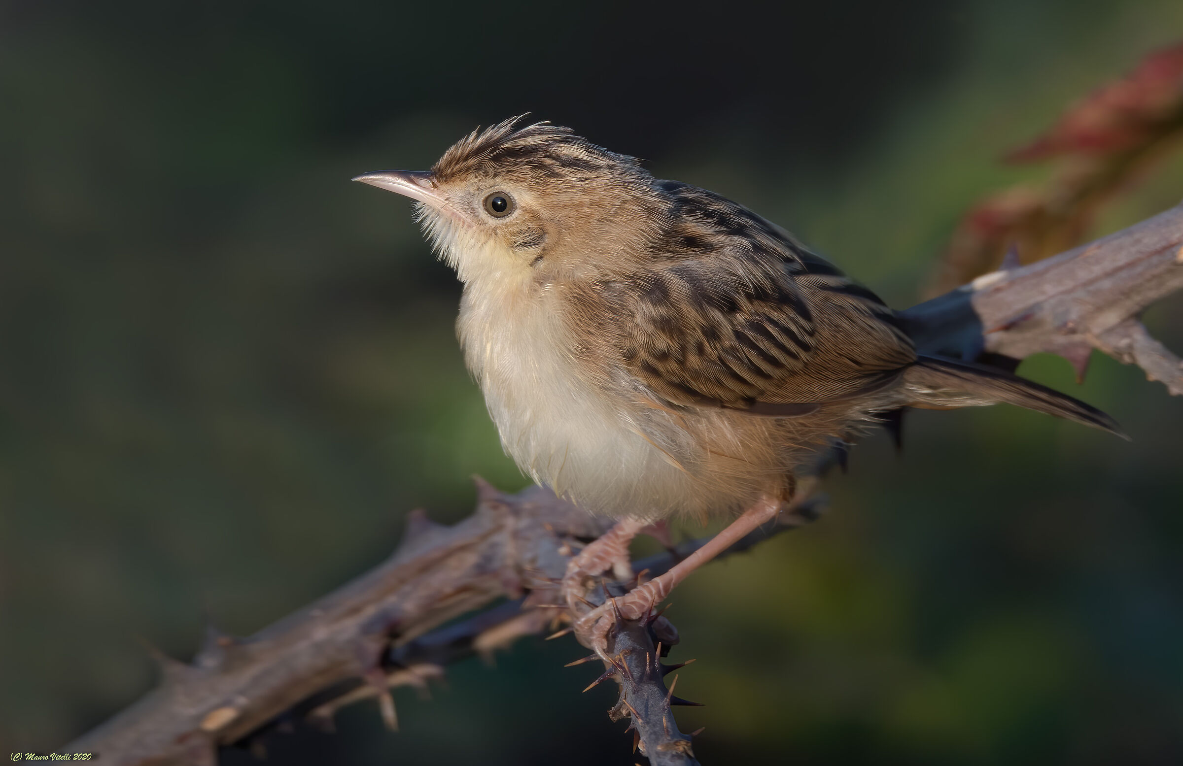 Beccamoschino (Cisticola juncidis)